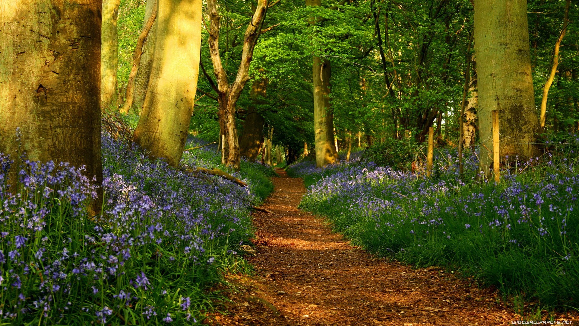 General 1920x1080 forest plants trees purple flowers path dappled sunlight nature outdoors