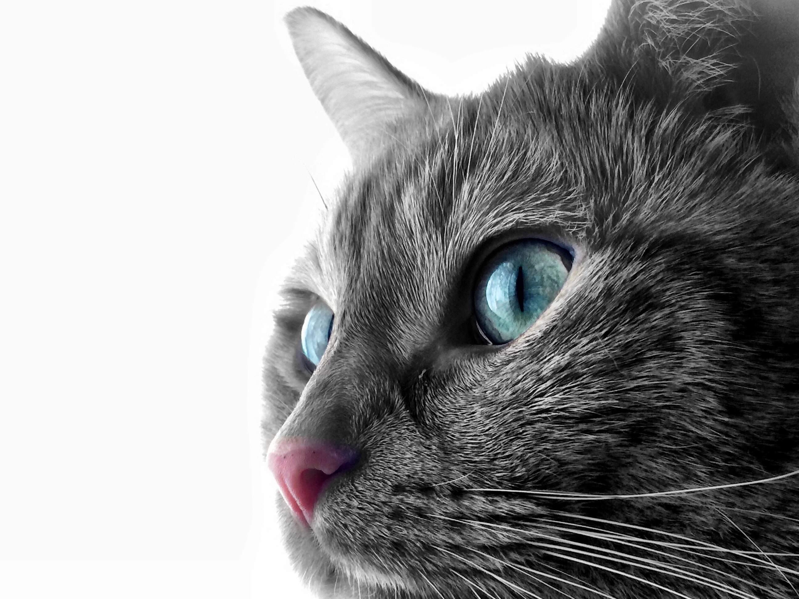 General 2592x1944 cats pet animals blue eyes mammals animal eyes closeup simple background white background