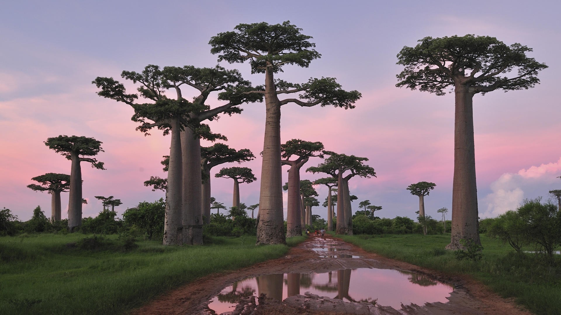 General 1920x1080 trees nature Madagascar baobabs landscape baobab trees puddle dirt road