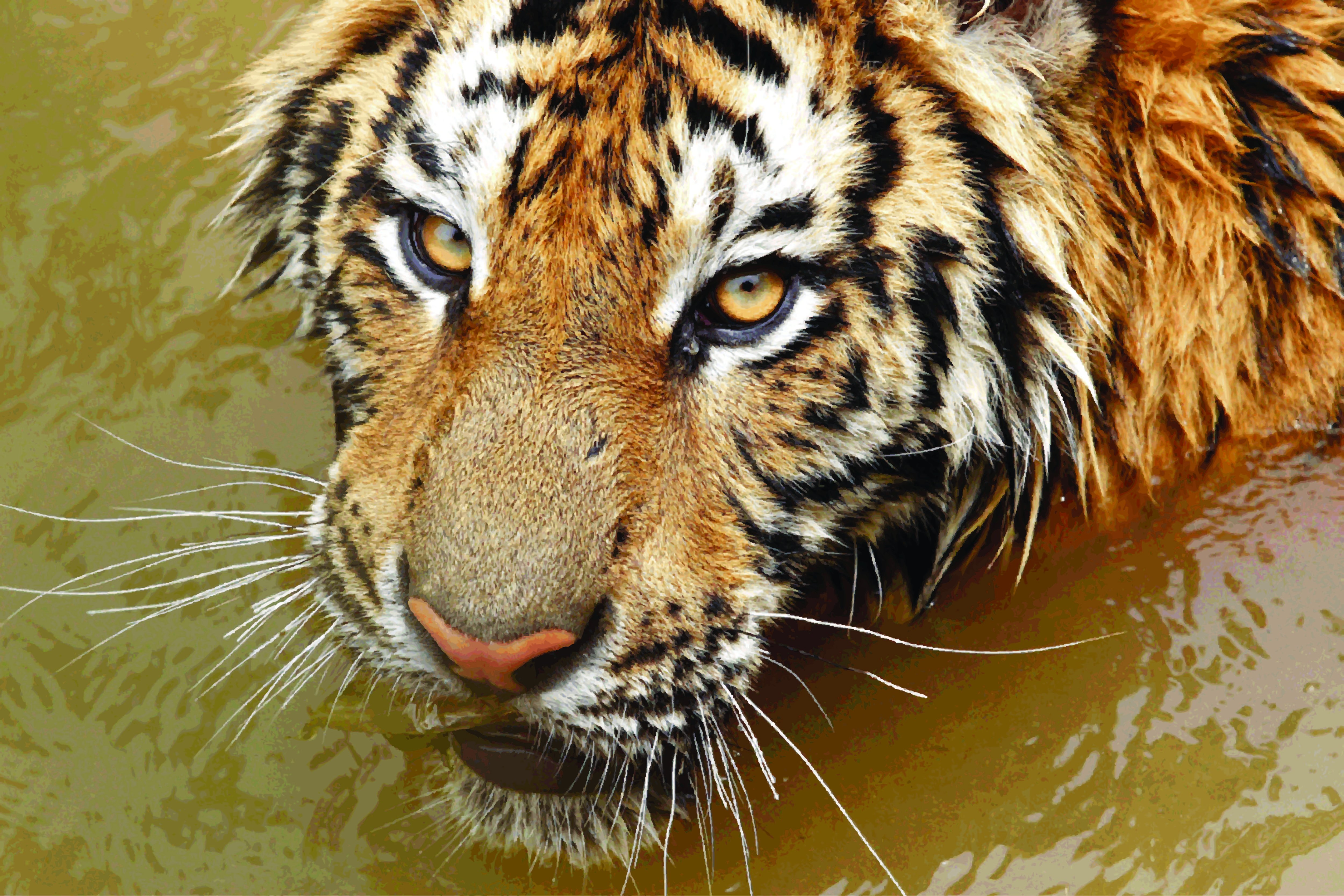 General 5000x3333 tiger animals big cats in water wet brown mammals closeup