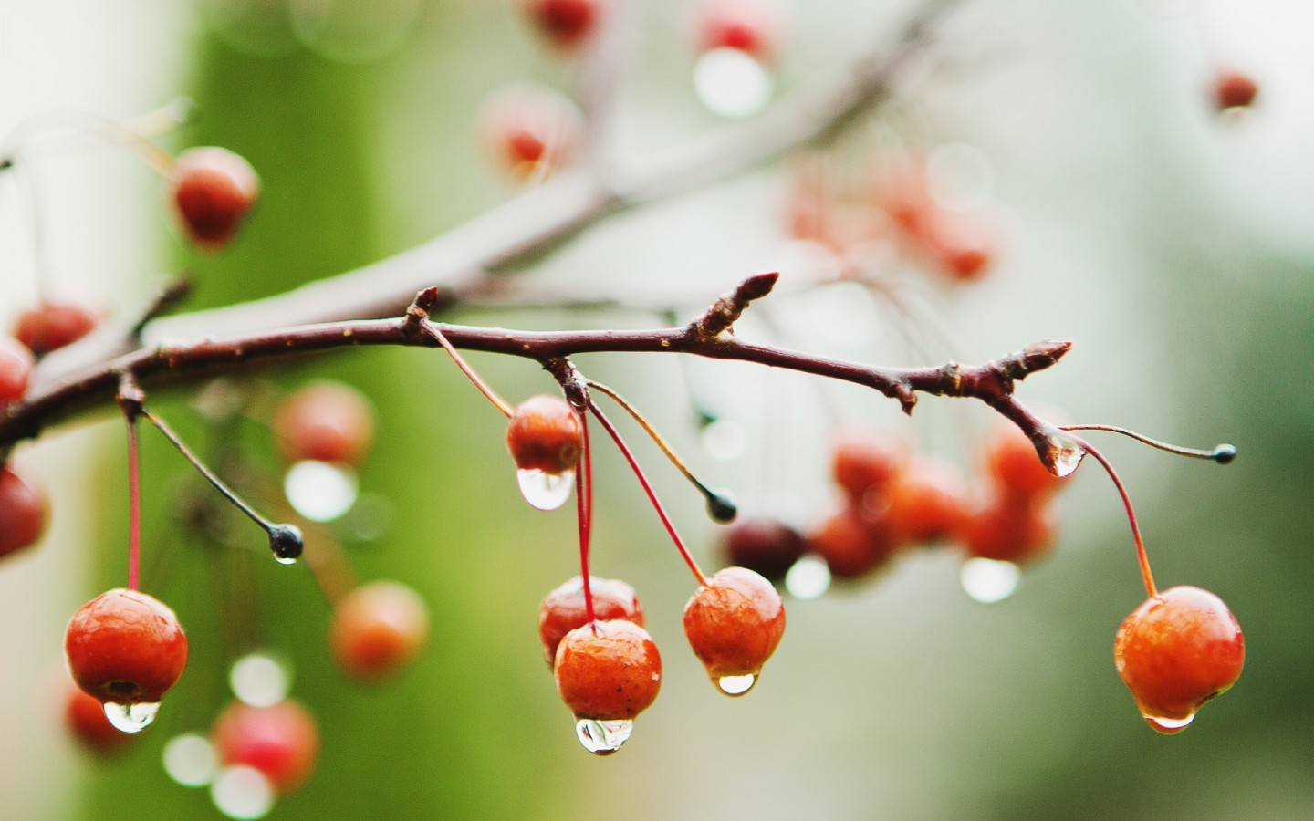 General 1440x900 twigs water drops depth of field fruit macro plants cherries