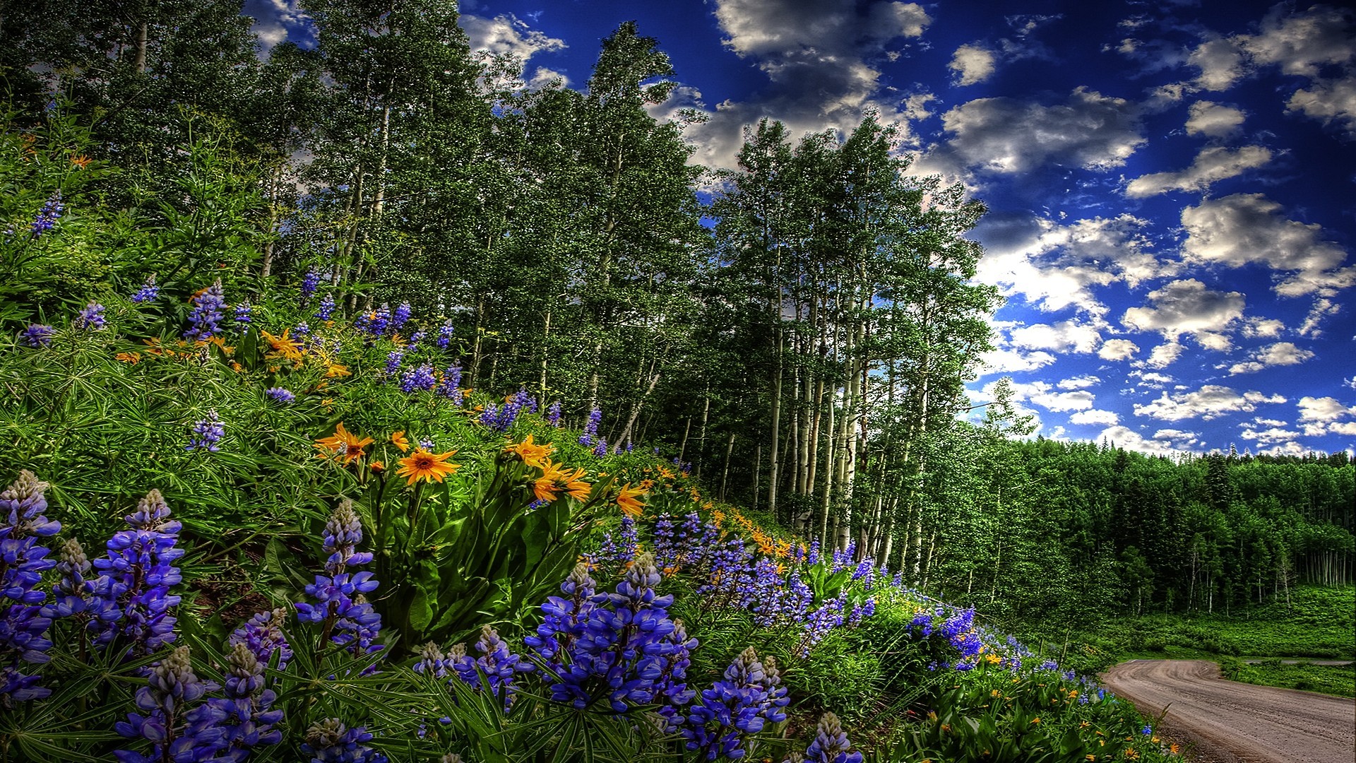 General 1920x1080 landscape spring flowers sky trees road nature clouds