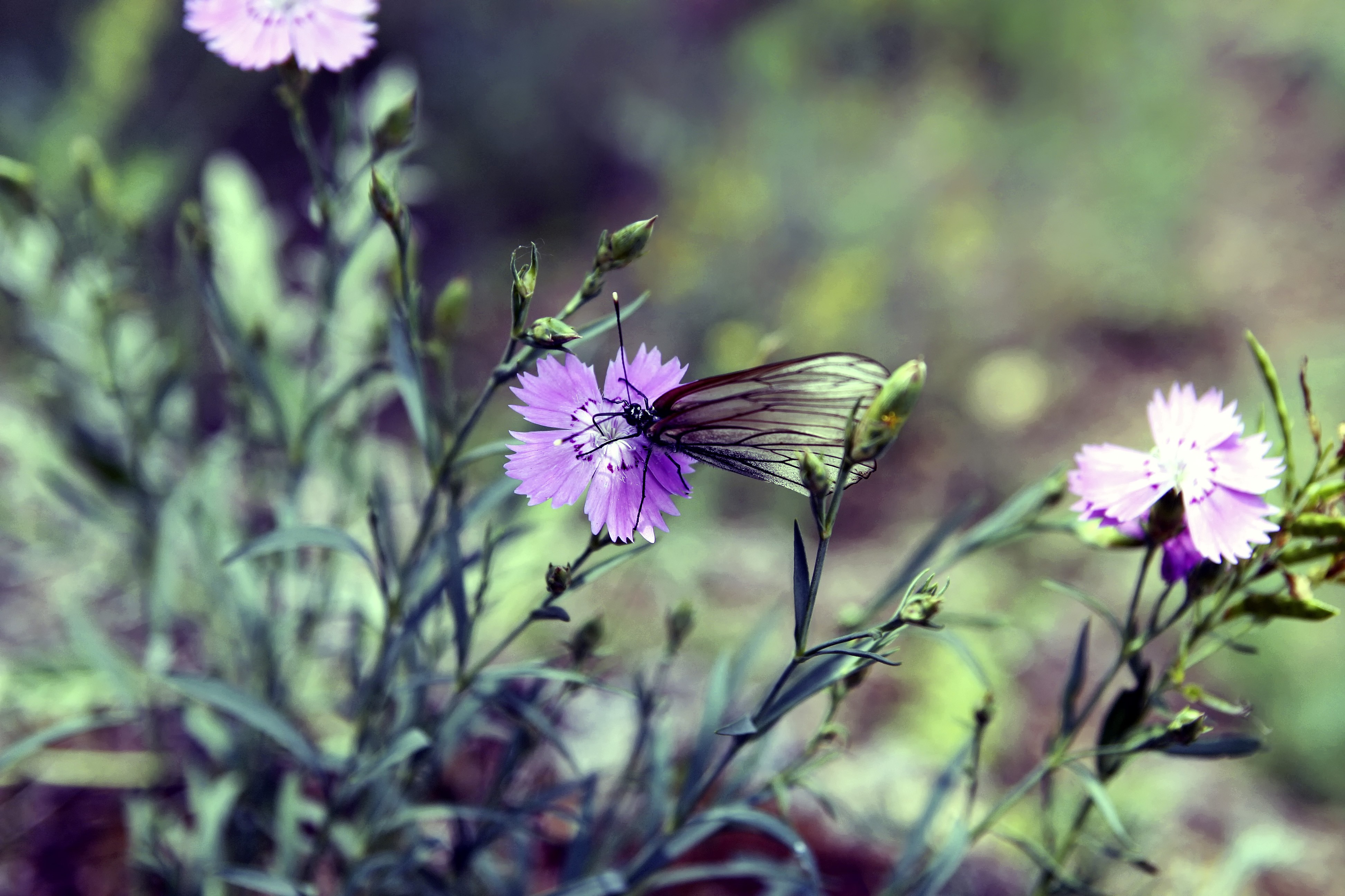 General 3888x2592 nature butterfly flowers depth of field purple flowers insect animals plants