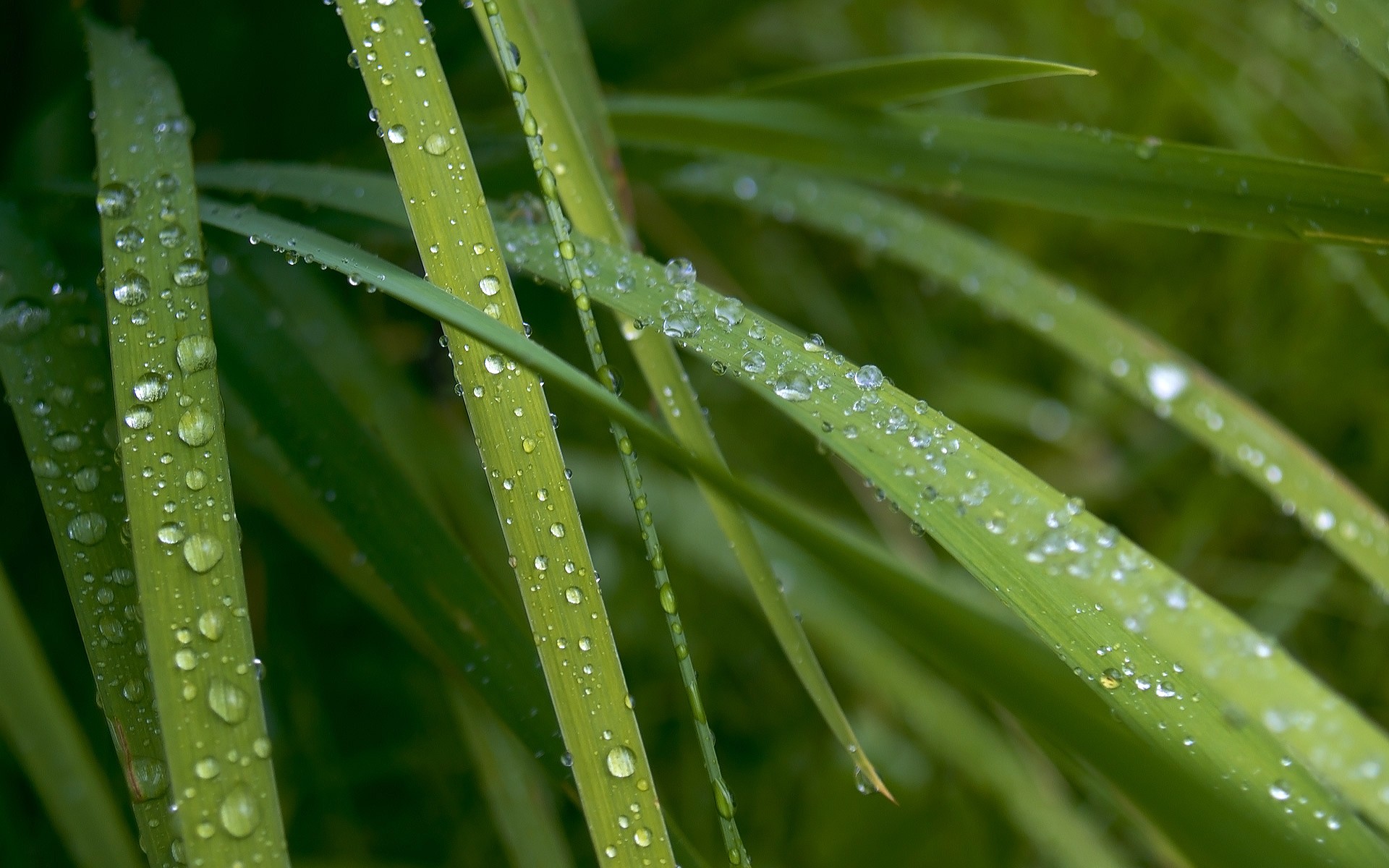 General 1920x1200 nature grass water drops green plants macro leaves