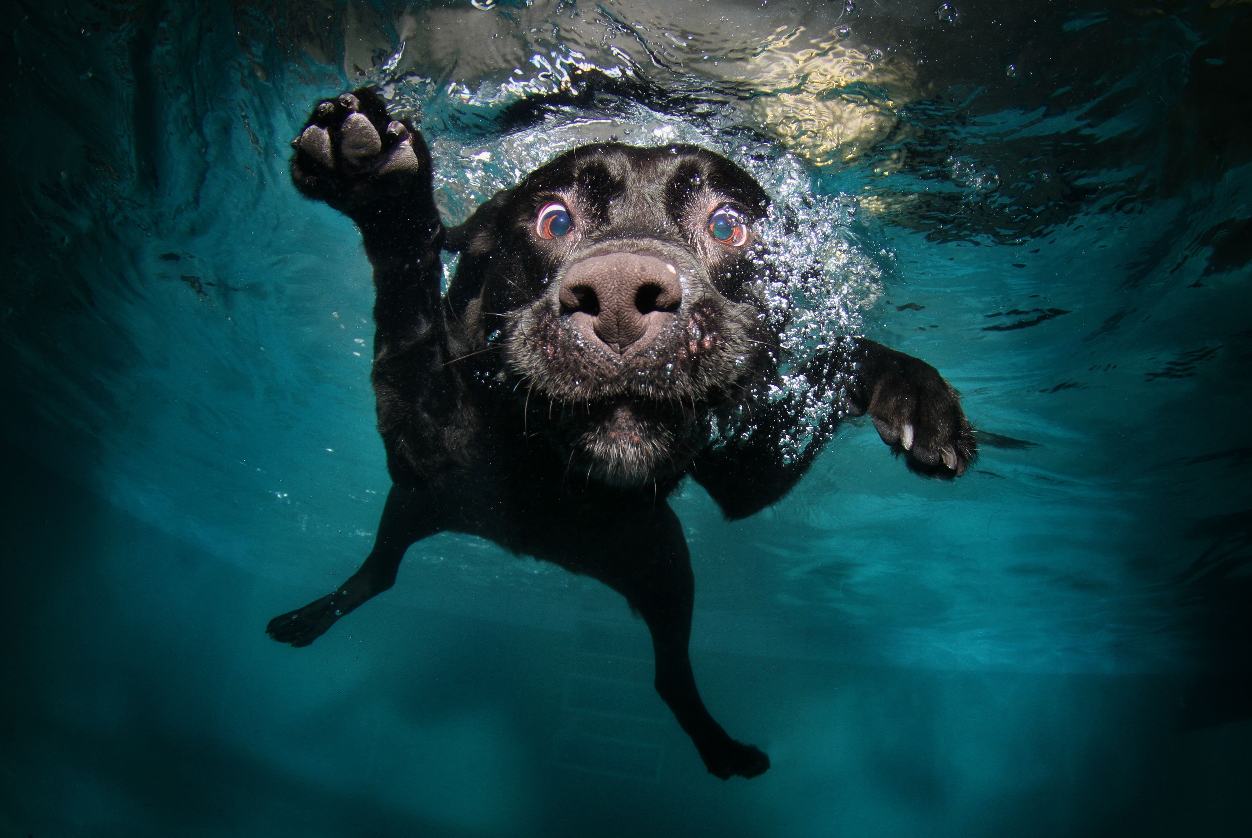 General 4272x2860 dog underwater swimming animals nature water bubbles muzzles legs swimming pool mammals