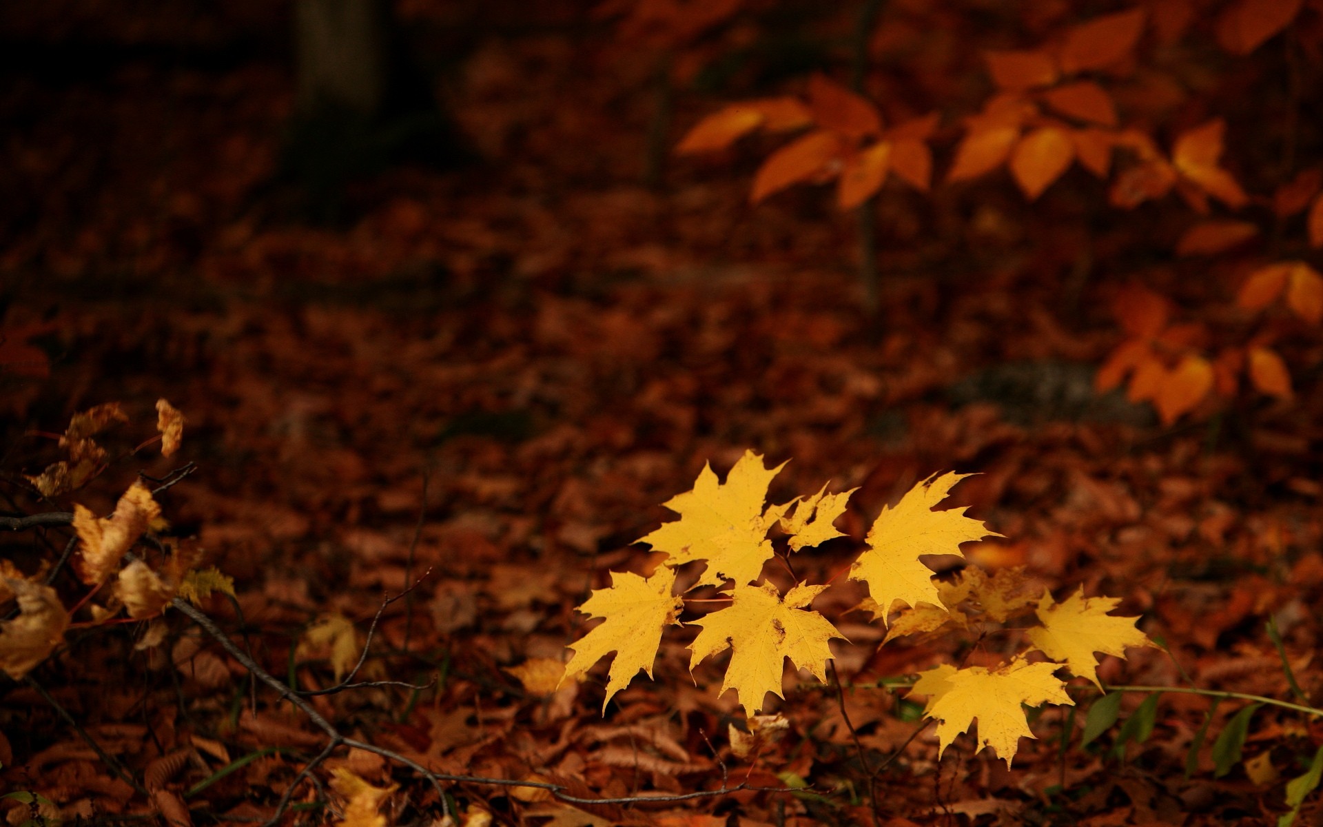 General 1920x1200 fall seasons forest leaves nature plants