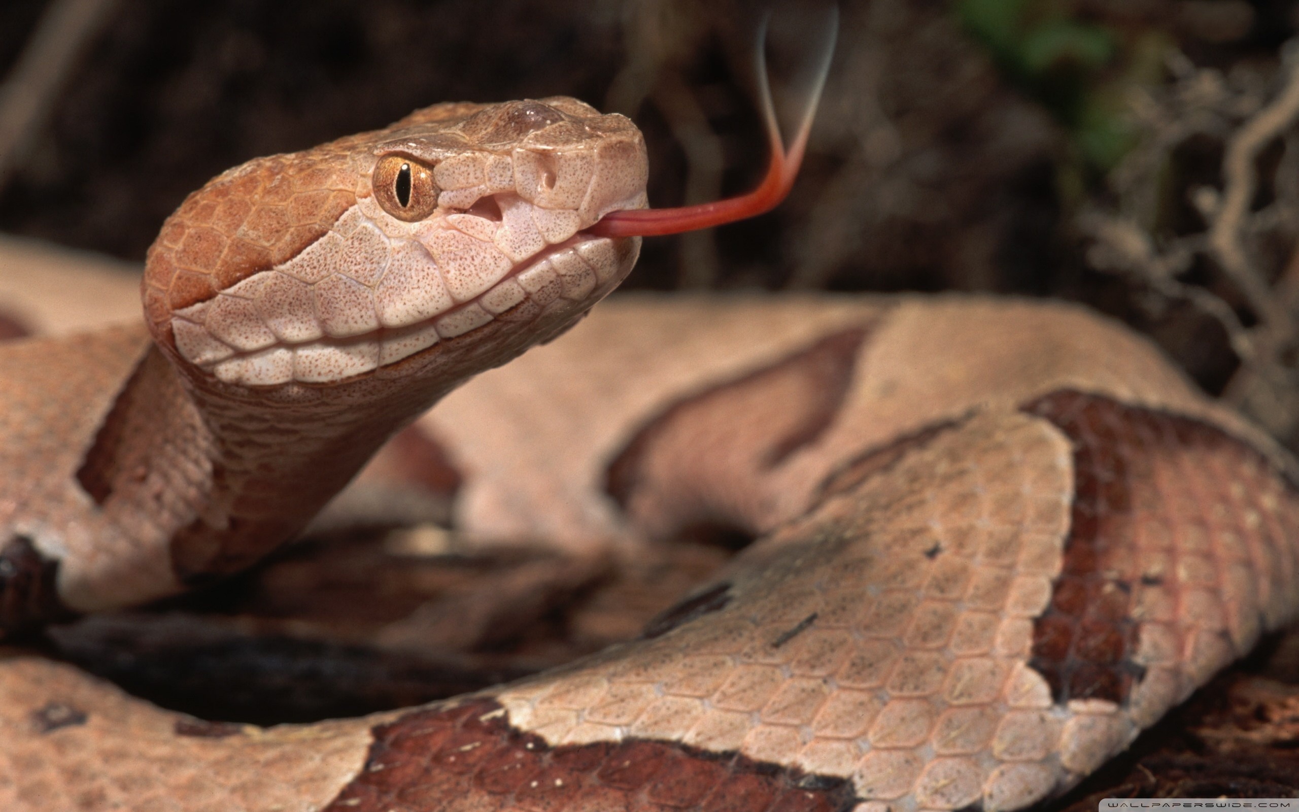 General 2560x1600 reptiles vipers animals Copperhead snake closeup watermarked