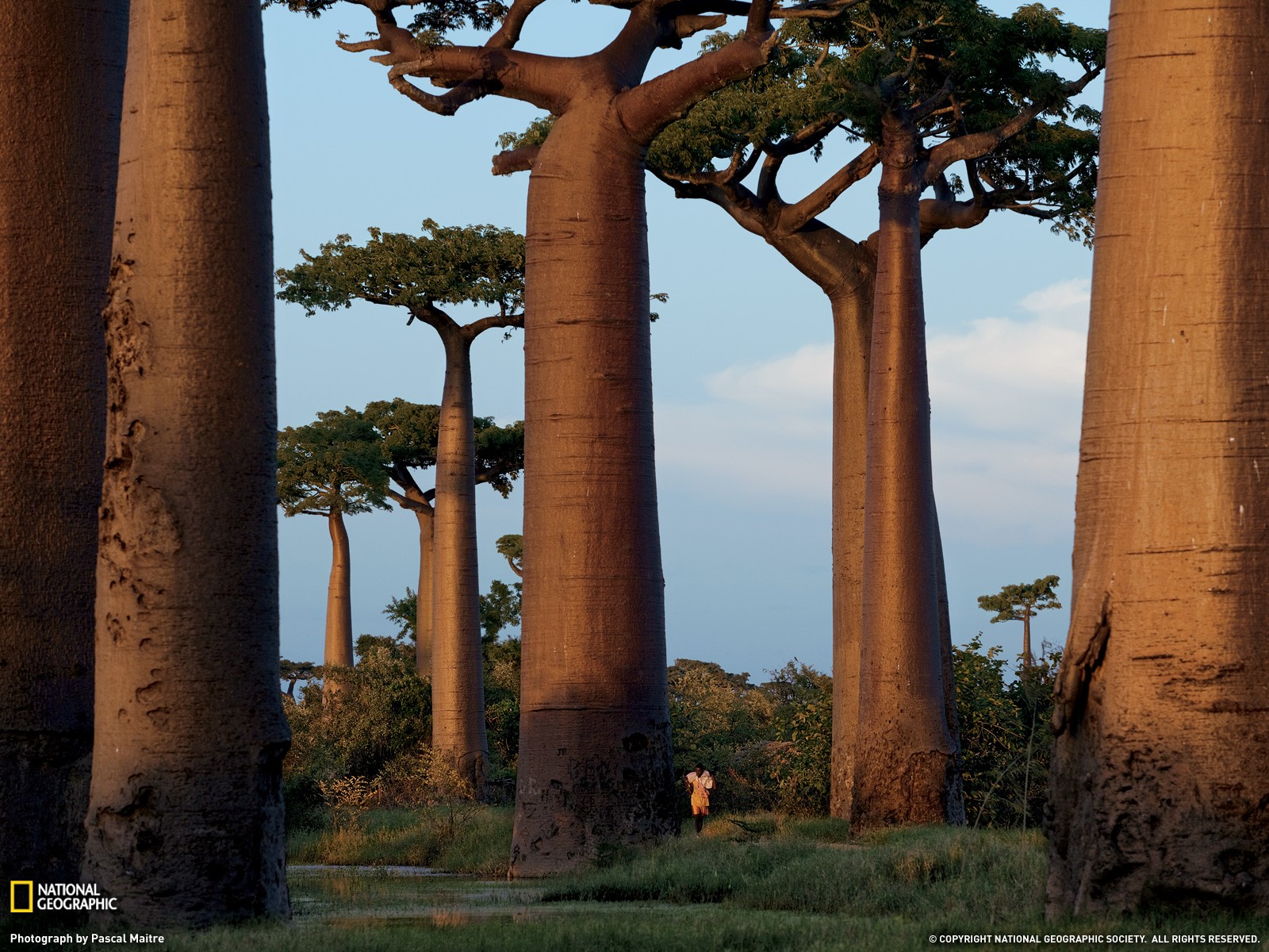 General 1600x1200 National Geographic trees Madagascar baobab trees baobabs nature plants
