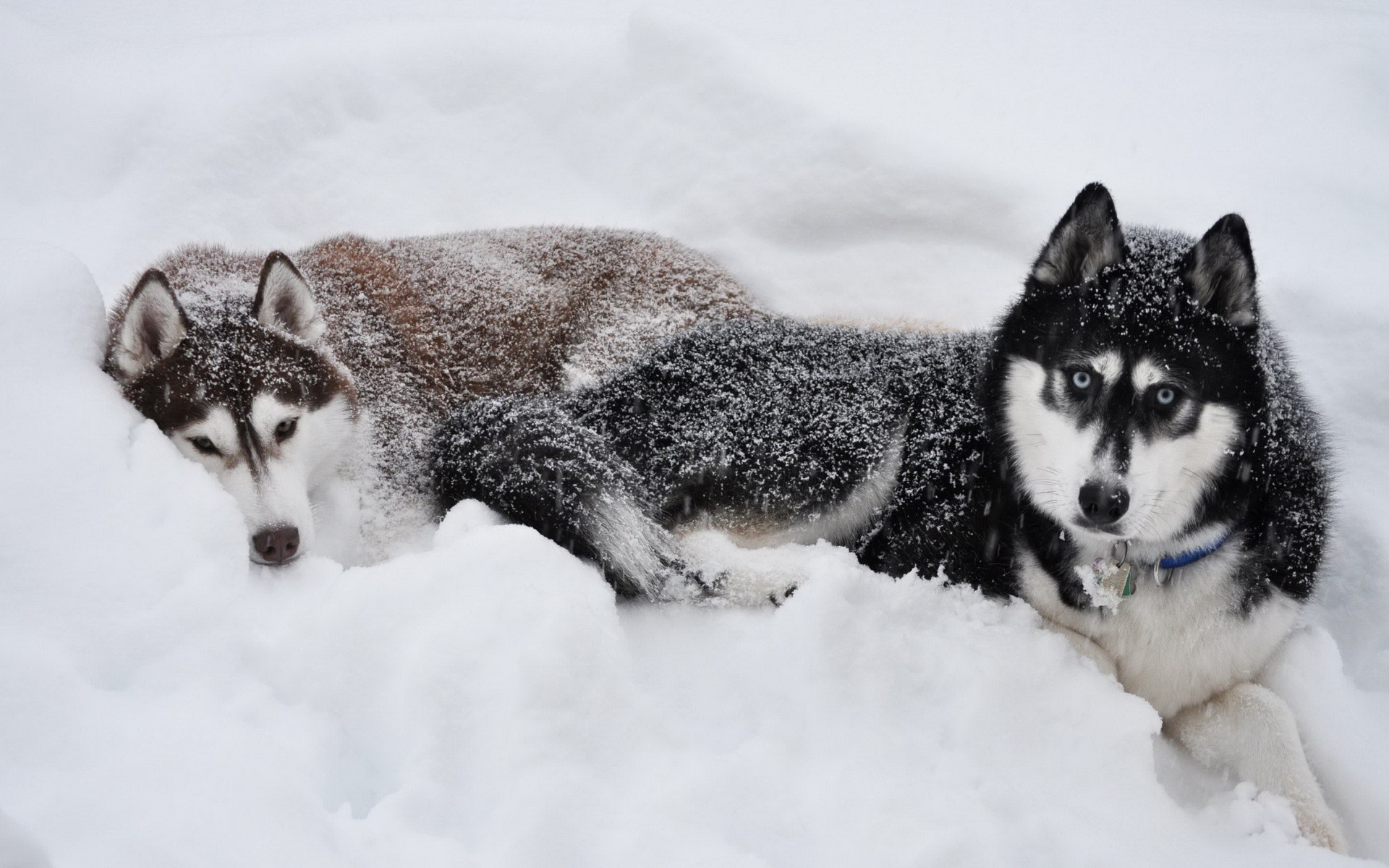 General 1920x1200 dog Siberian Husky  snow animals mammals winter cold