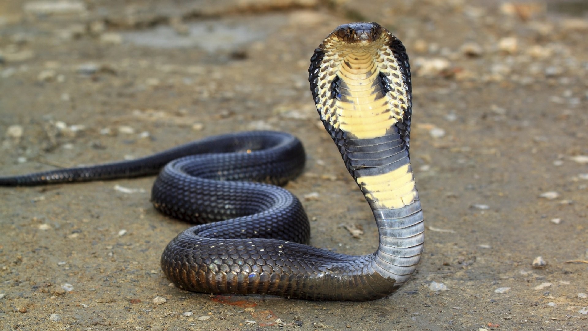 General 1920x1080 snake animals reptiles cobra 