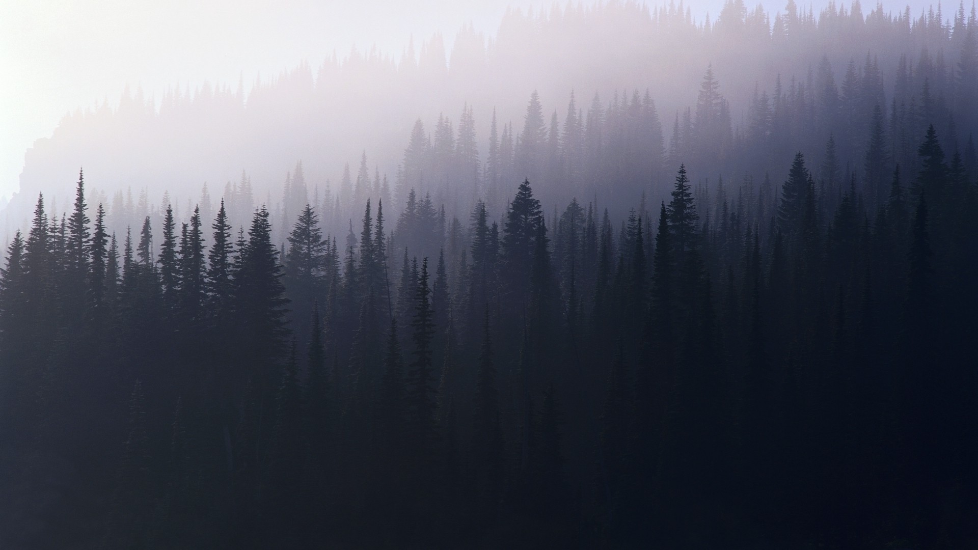 General 1920x1080 trees forest pine trees nature violet mist