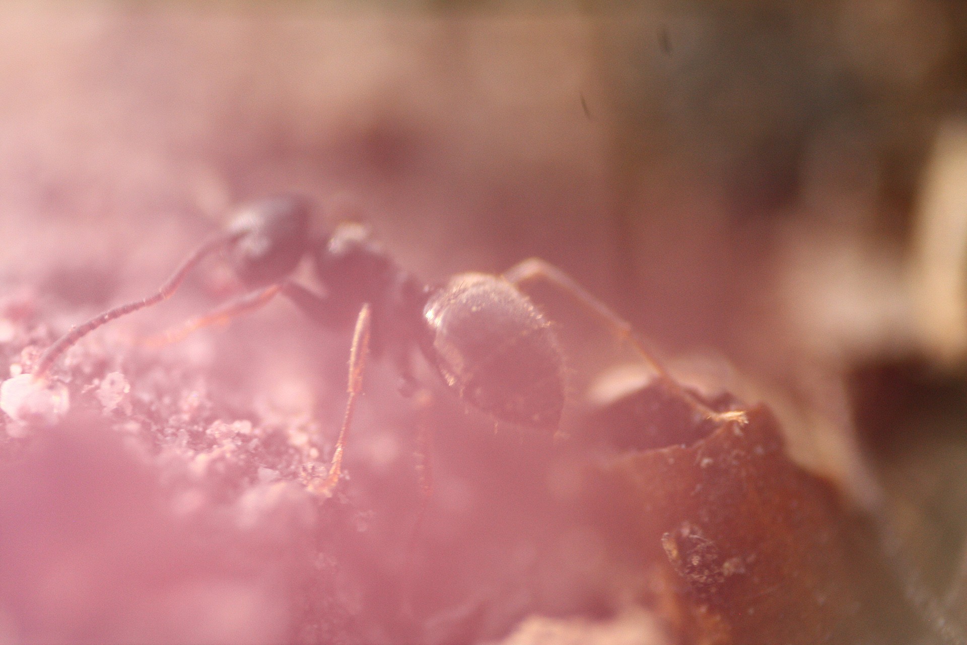 General 1920x1280 ants hymenoptera insect macro haze pink animals
