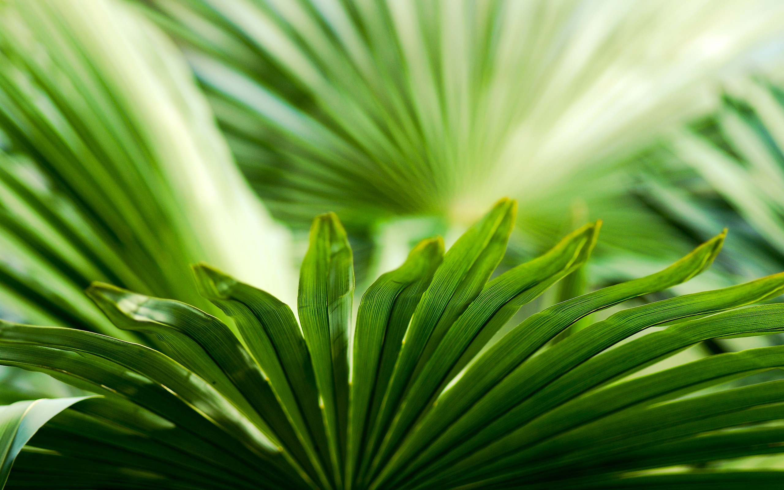 General 2560x1600 photography nature macro plants leaves green