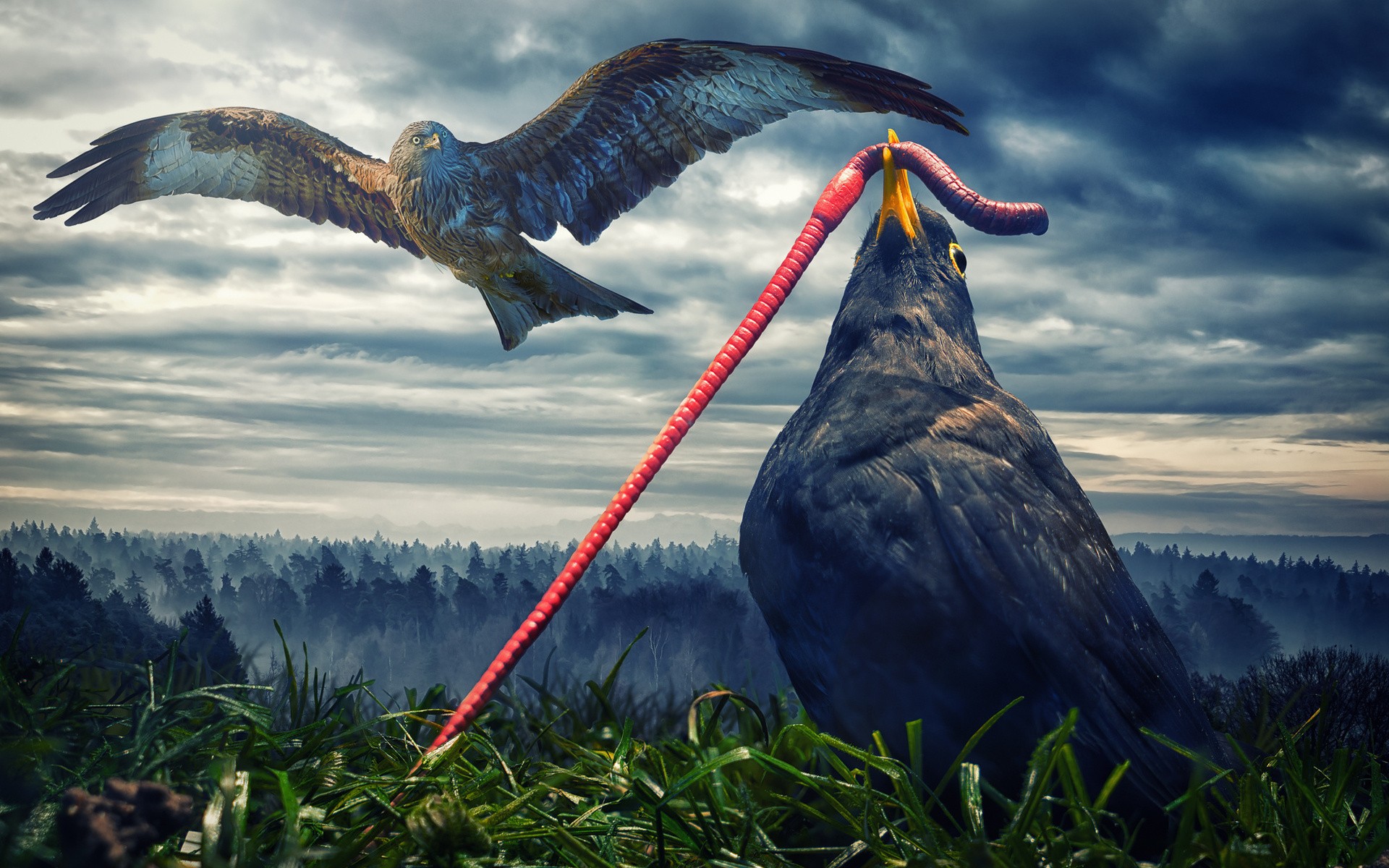 General 1920x1200 nature animals digital art birds worm humor flying grass trees forest clouds hawks 500px
