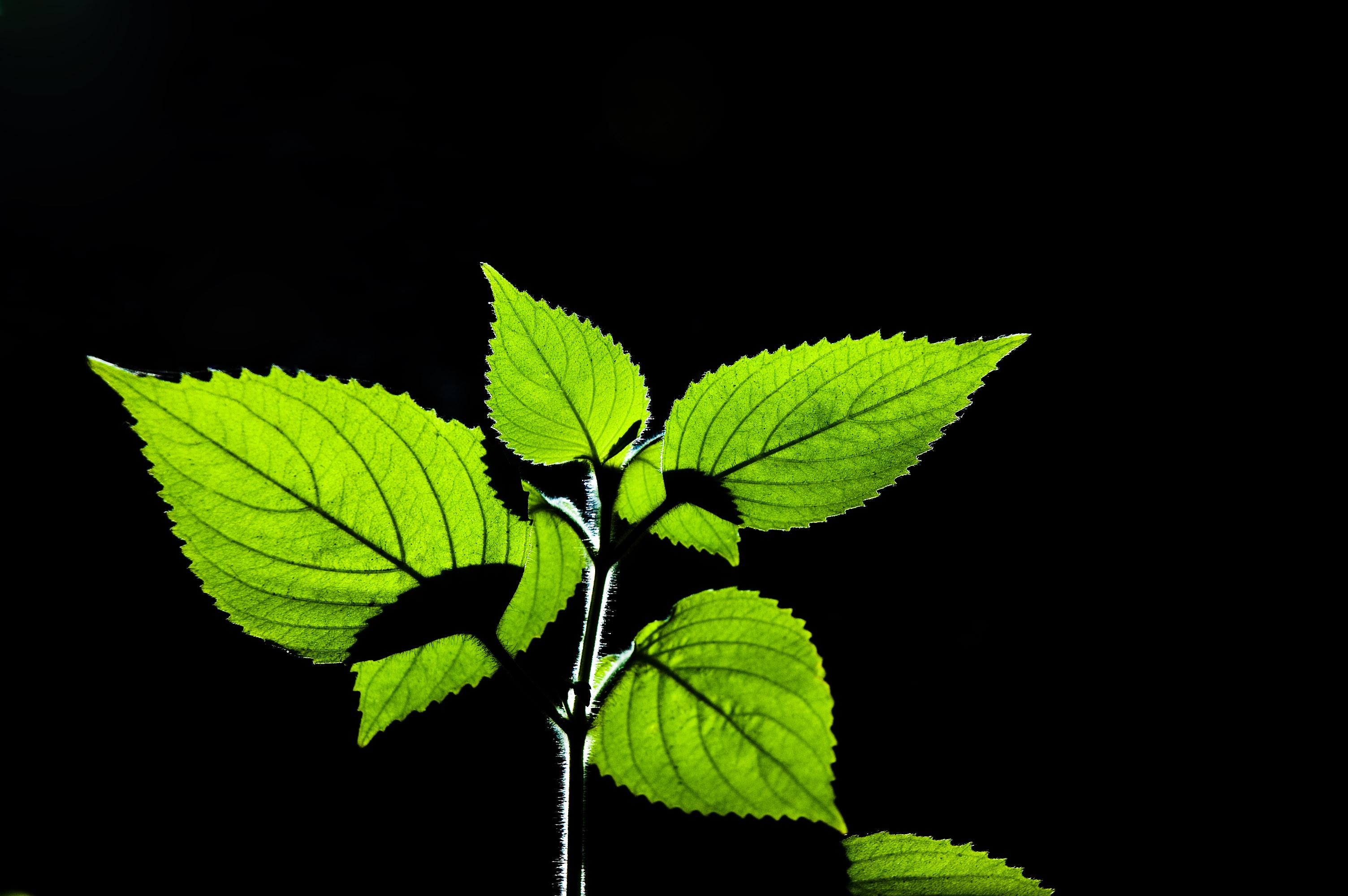 General 3008x2000 leaves plants simple background black background green