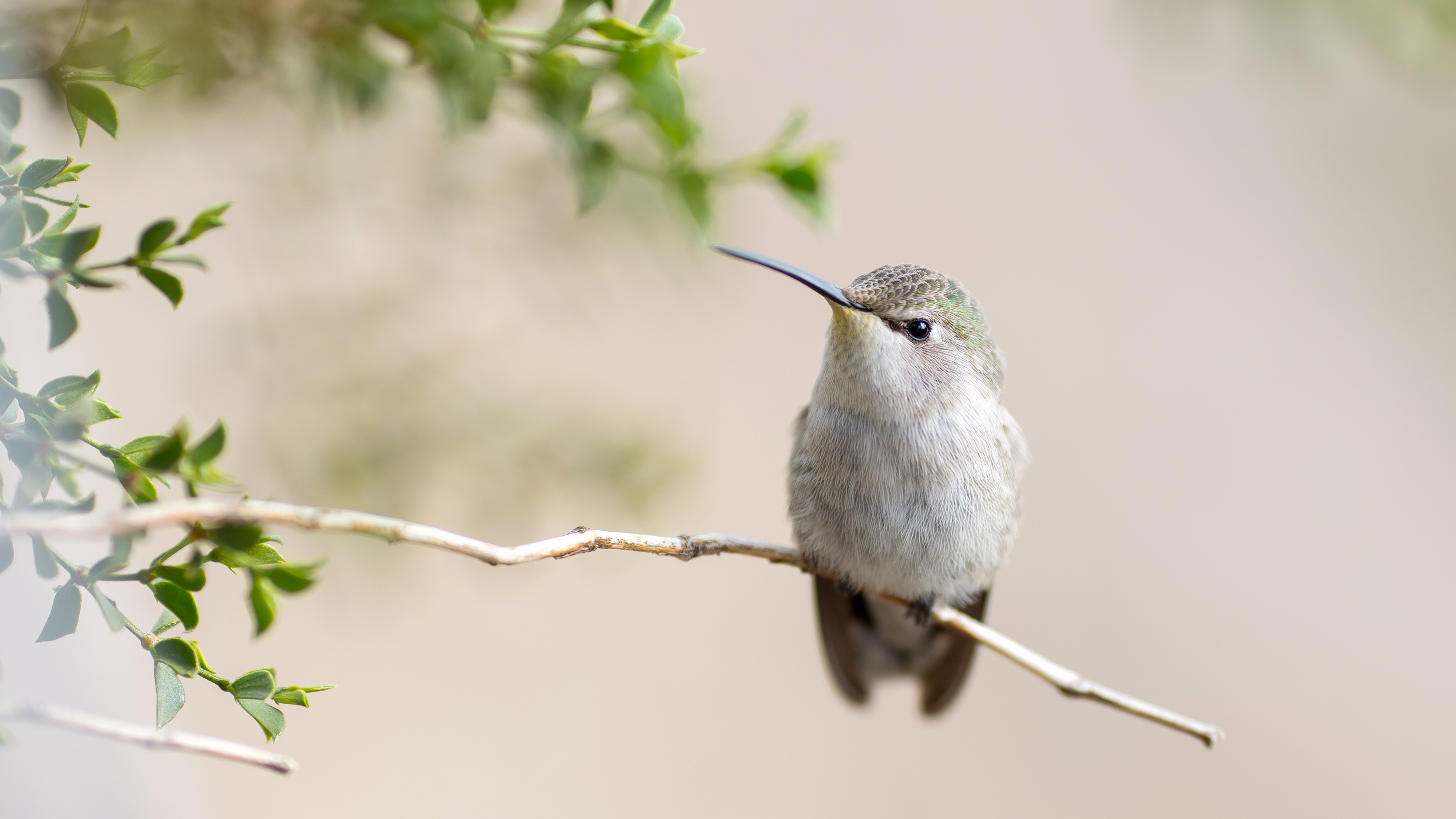 General 3840x2160 hummingbirds animals birds twigs closeup
