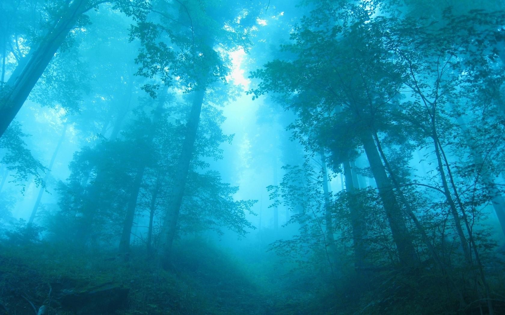 General 1680x1050 forest blue nature cyan mist trees