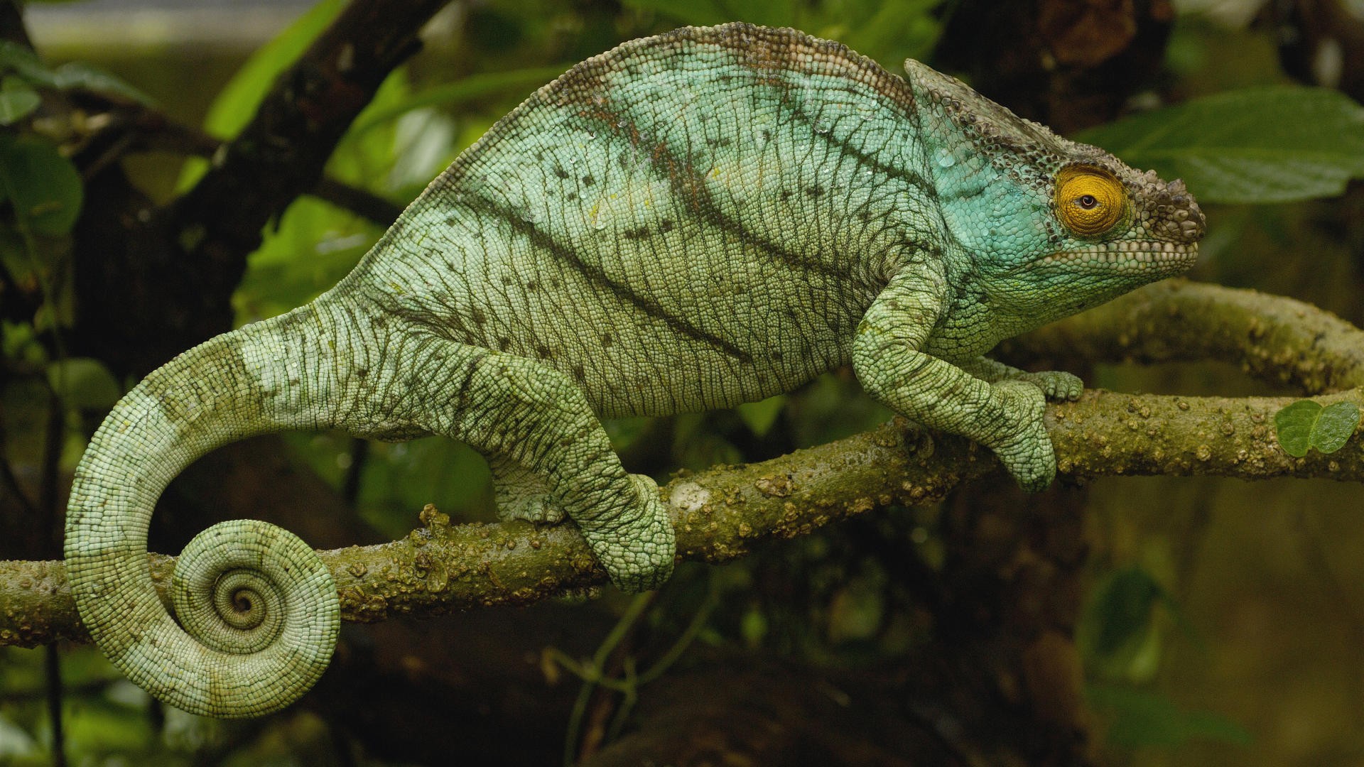 General 1920x1080 chameleons reptiles twigs animals branch