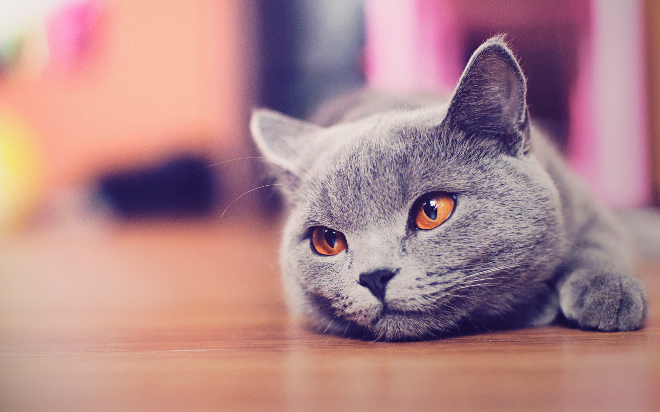 General 2560x1600 cats animals Russian Blue blurred mammals animal eyes on the floor indoors closeup