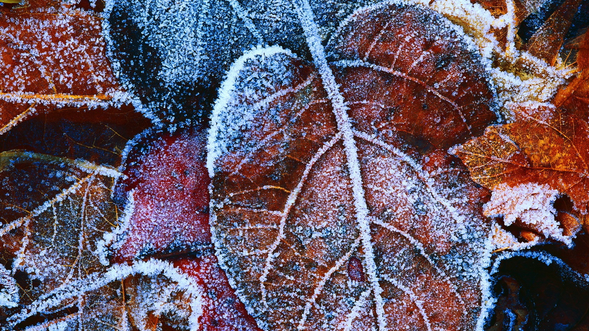 General 1920x1080 frost leaves ice winter cold plants