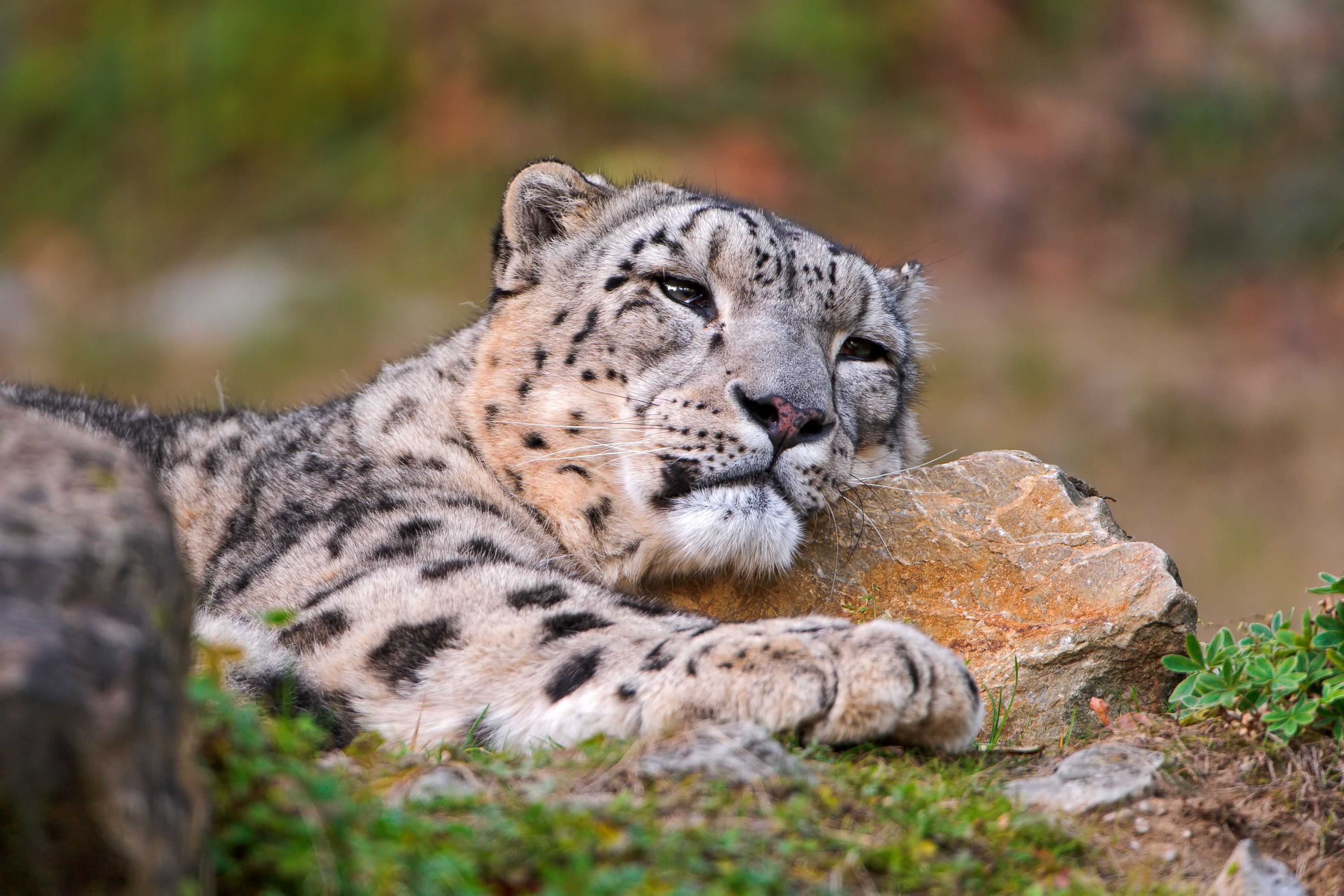 General 3628x2419 snow leopards leopard big cats animals mammals closeup