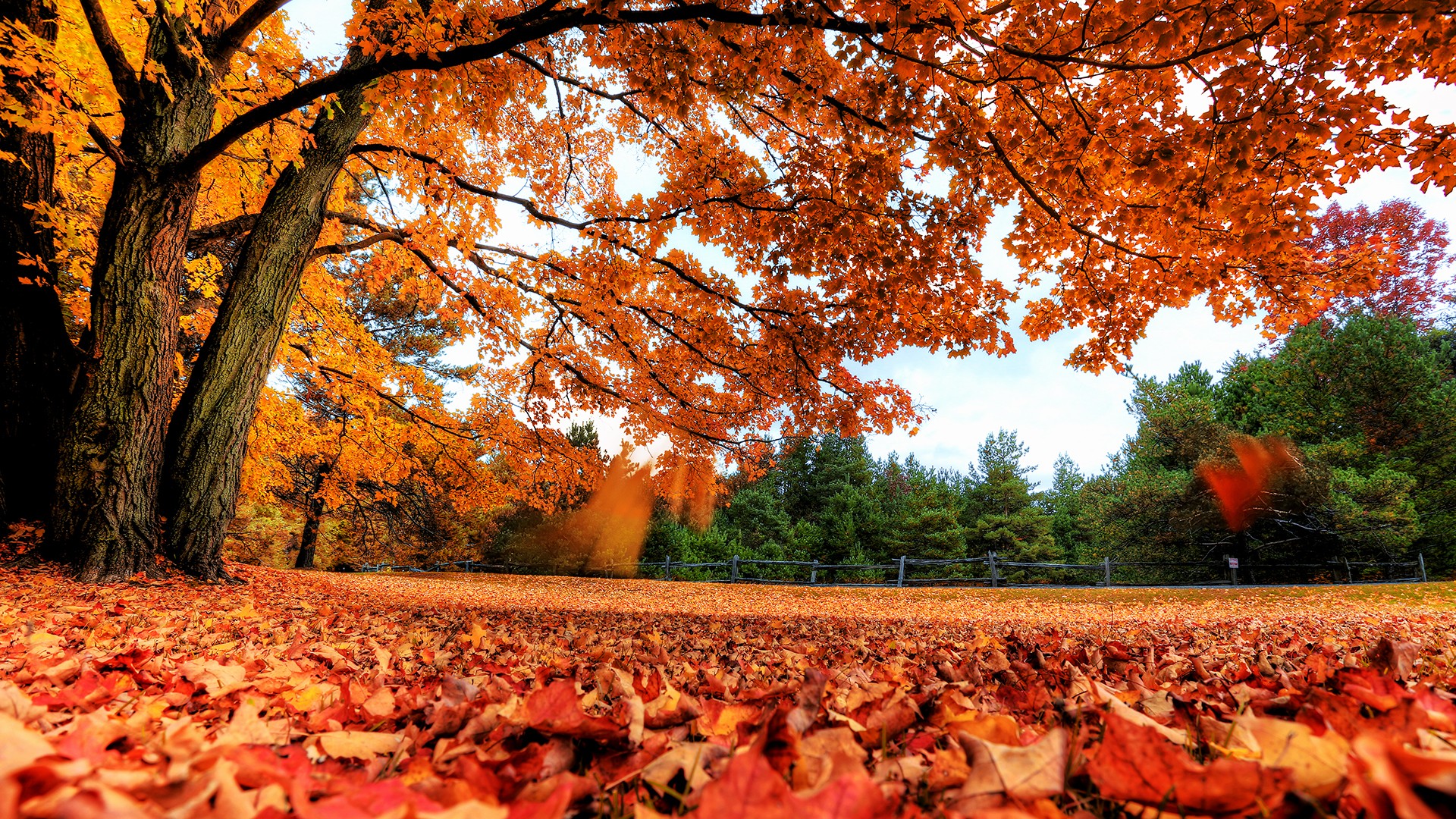 General 1920x1080 fall trees leaves landscape outdoors park fallen leaves