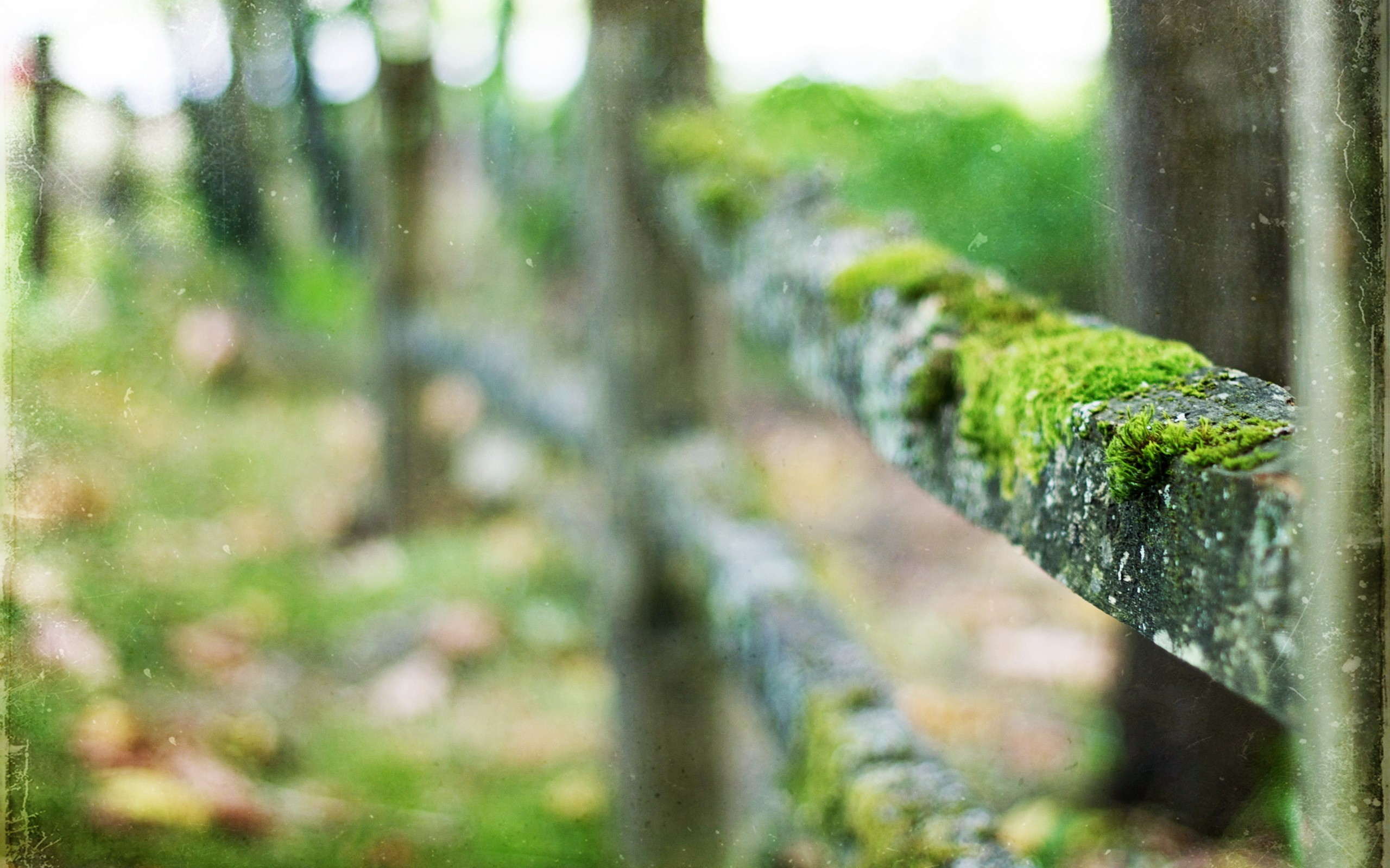 General 2560x1600 fence moss plants outdoors