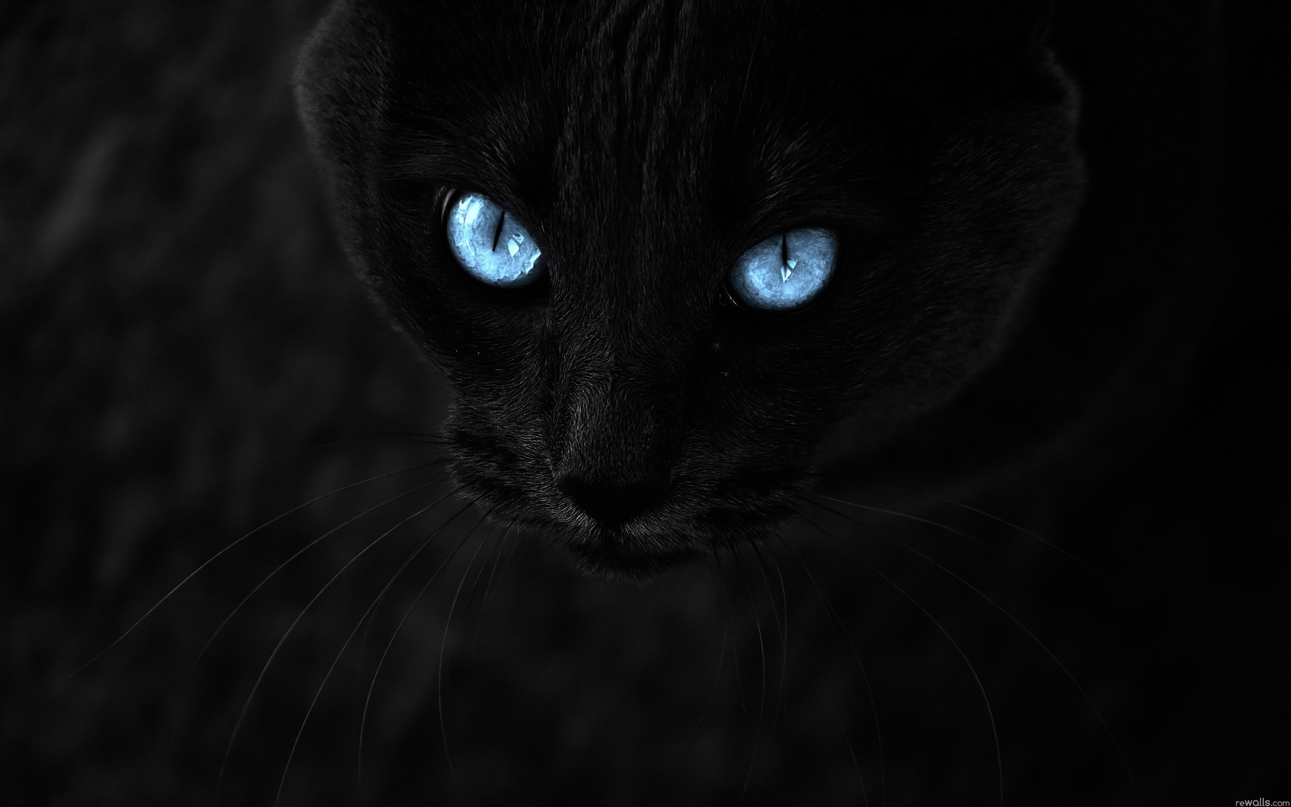 General 2560x1600 black cats cats blue eyes closeup low light watermarked