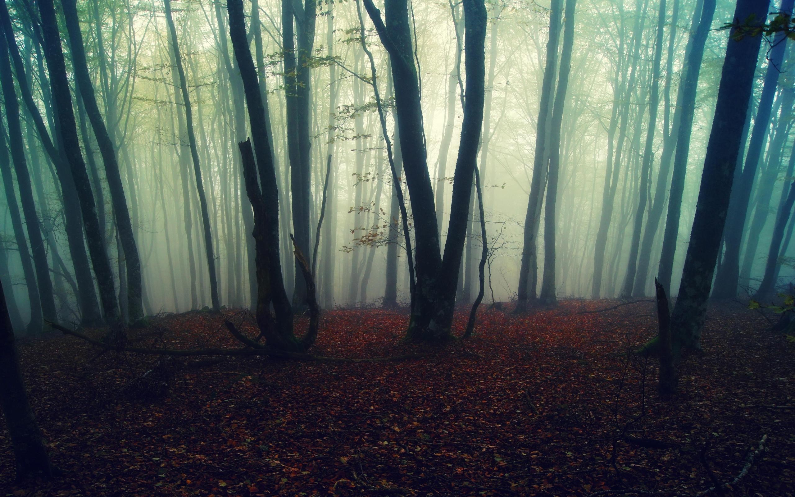 General 2560x1600 forest fall mist gloomy trees outdoors plants