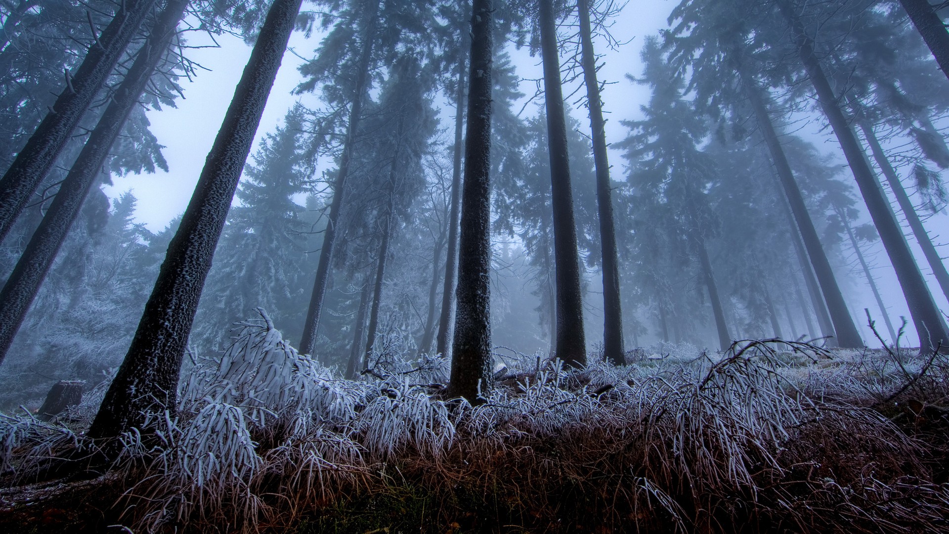 General 1920x1080 nature trees mist winter forest white cold ice snow plants