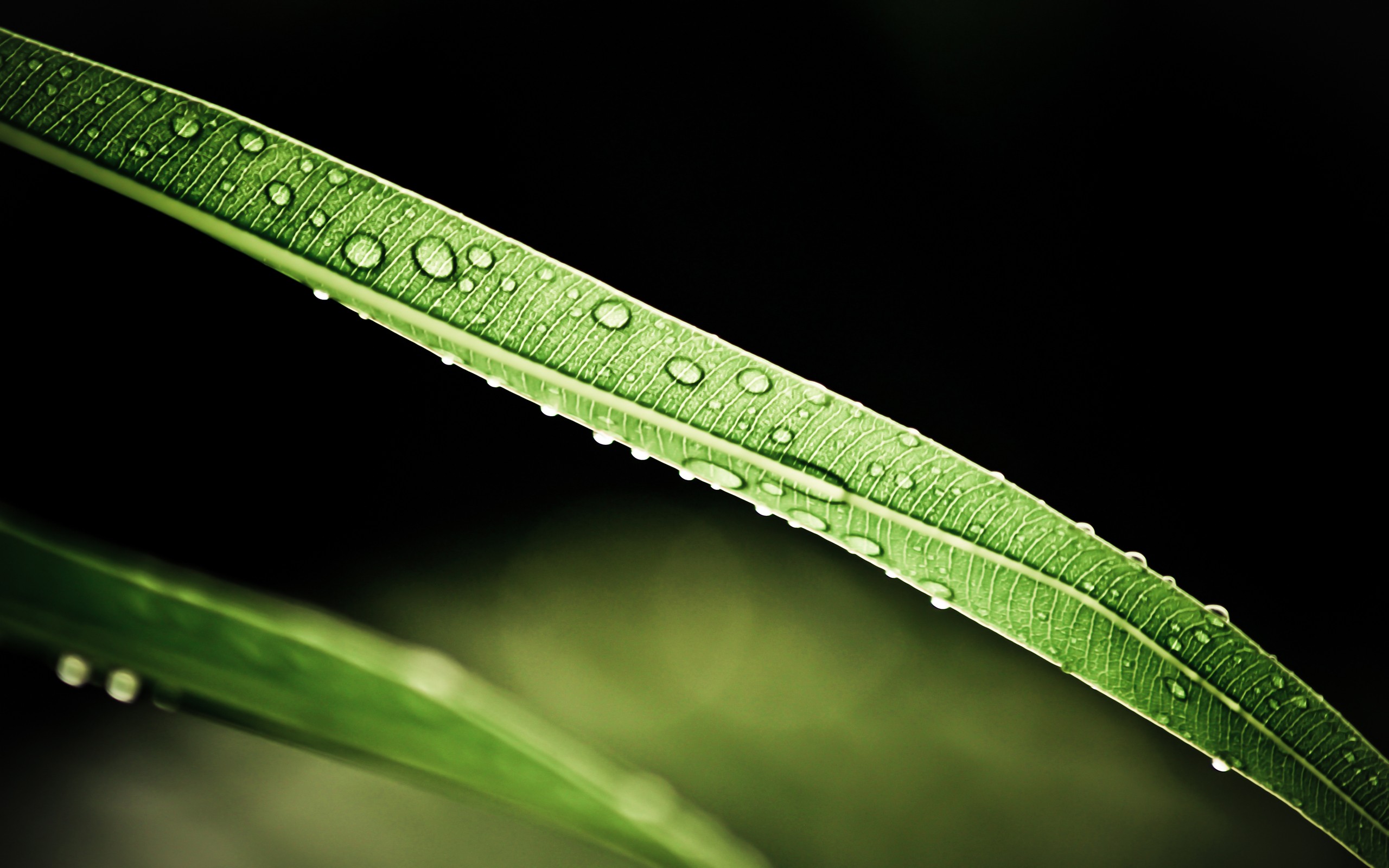 General 2560x1600 leaves water drops macro plants simple background