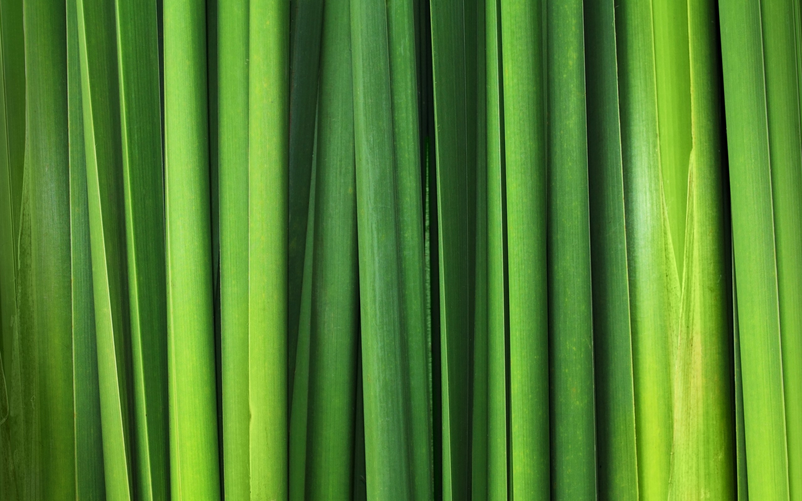 General 2560x1600 nature green leaves reeds plants