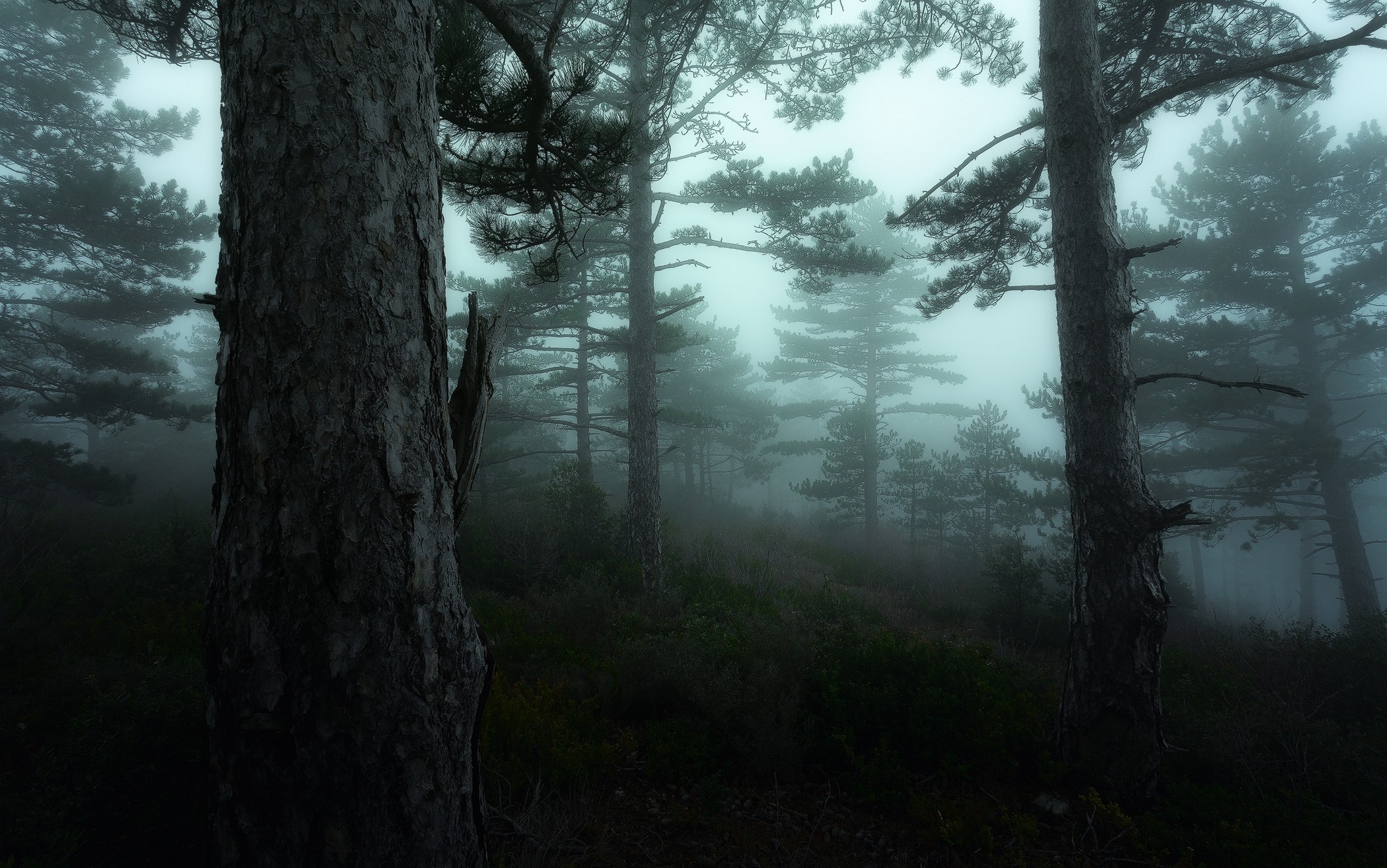 General 2100x1315 nature landscape mist morning dark trees shrubs forest hills atmosphere pine trees