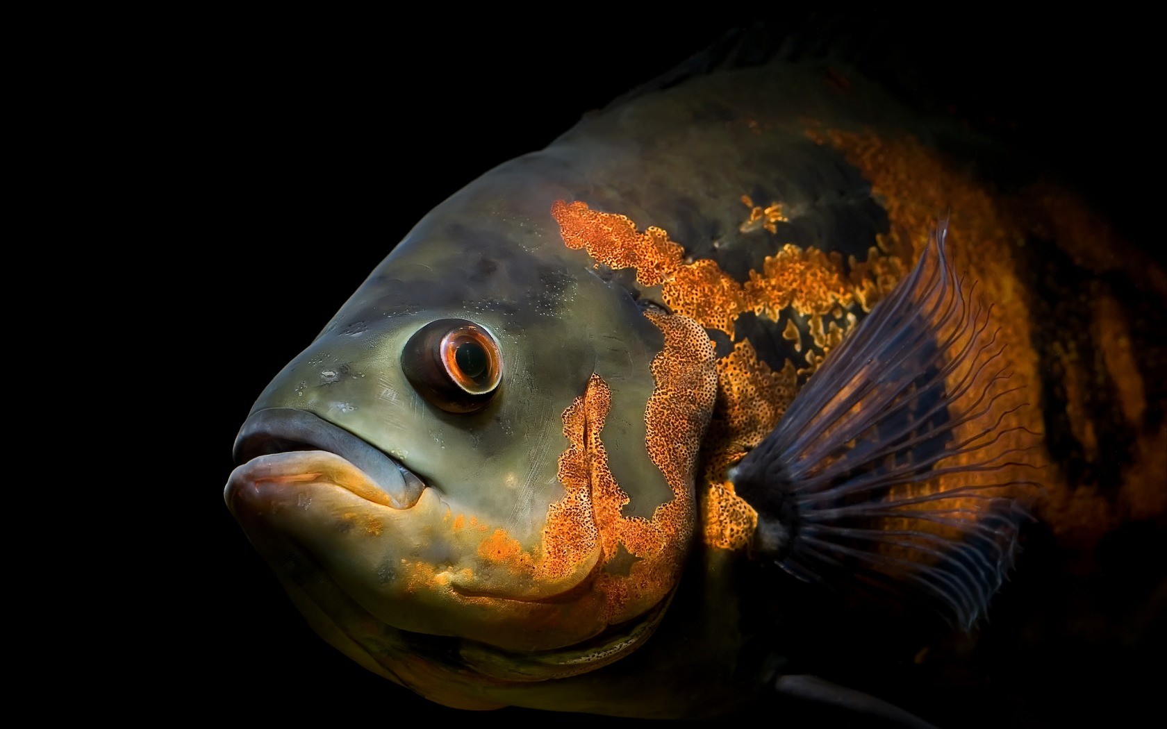 General 1680x1050 fish animals orange closeup
