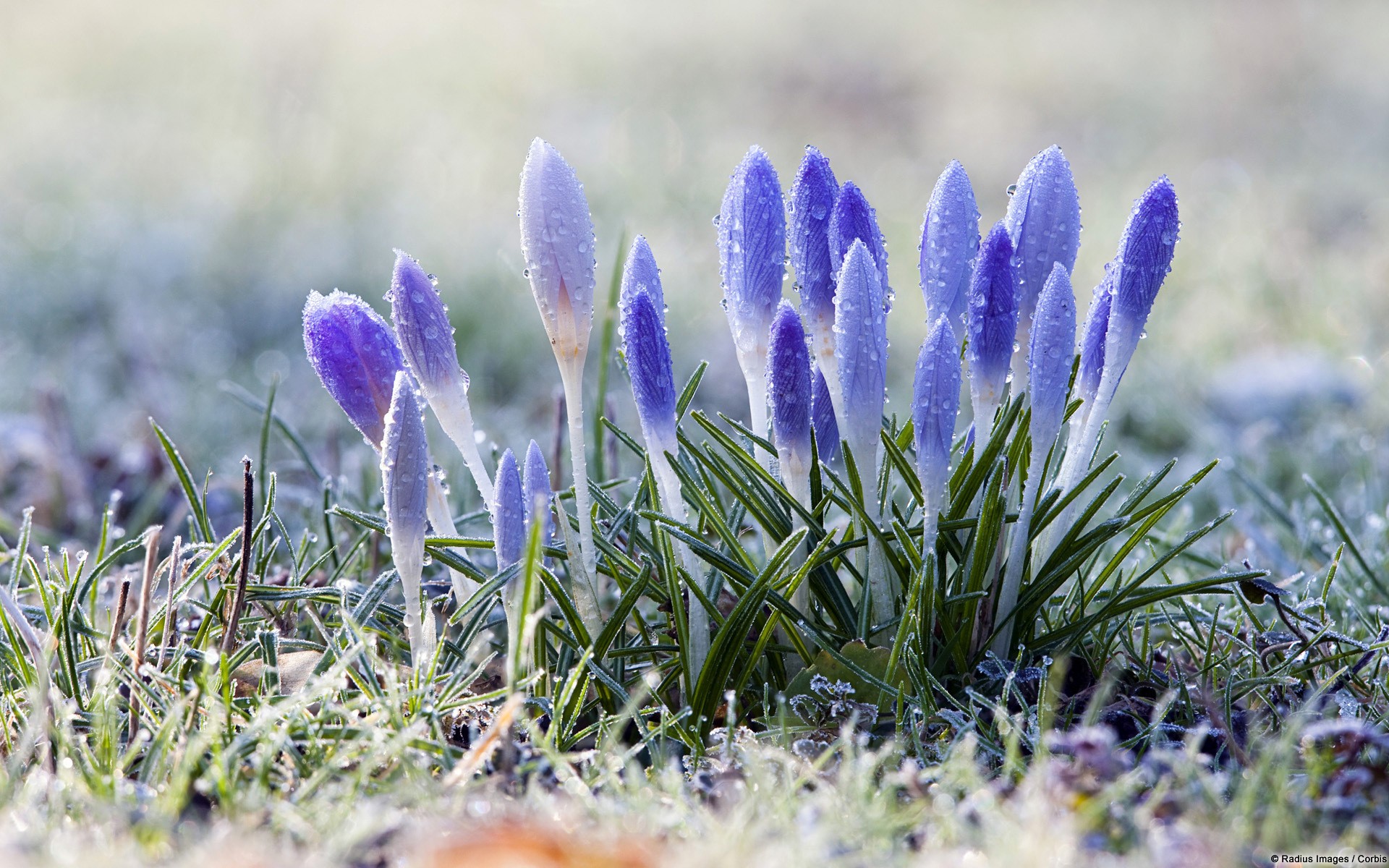 General 1920x1200 flowers snow crocus dew nature frost plants wet cold spring closeup watermarked grass