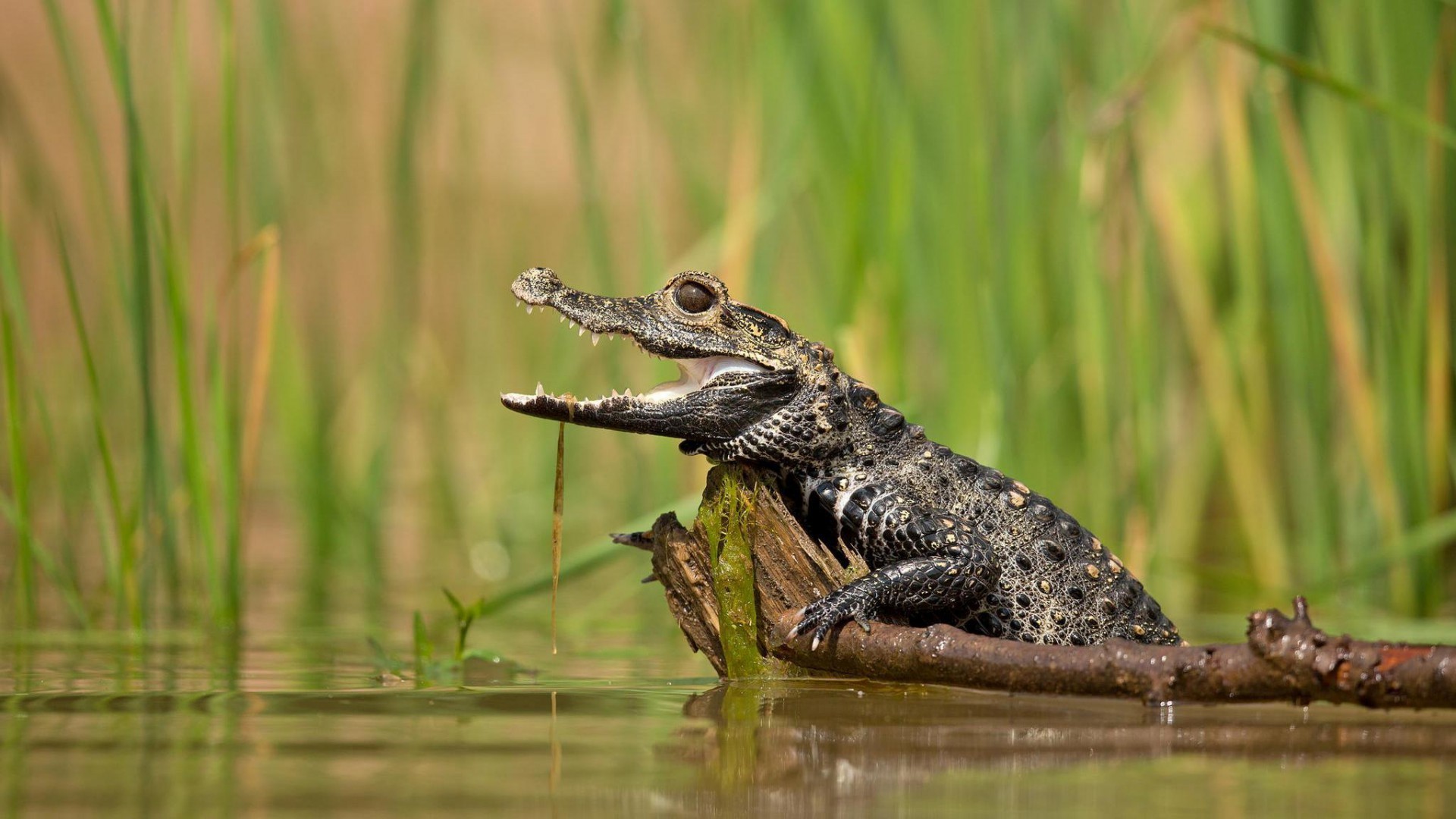 General 1920x1080 swamp reptiles animals alligators