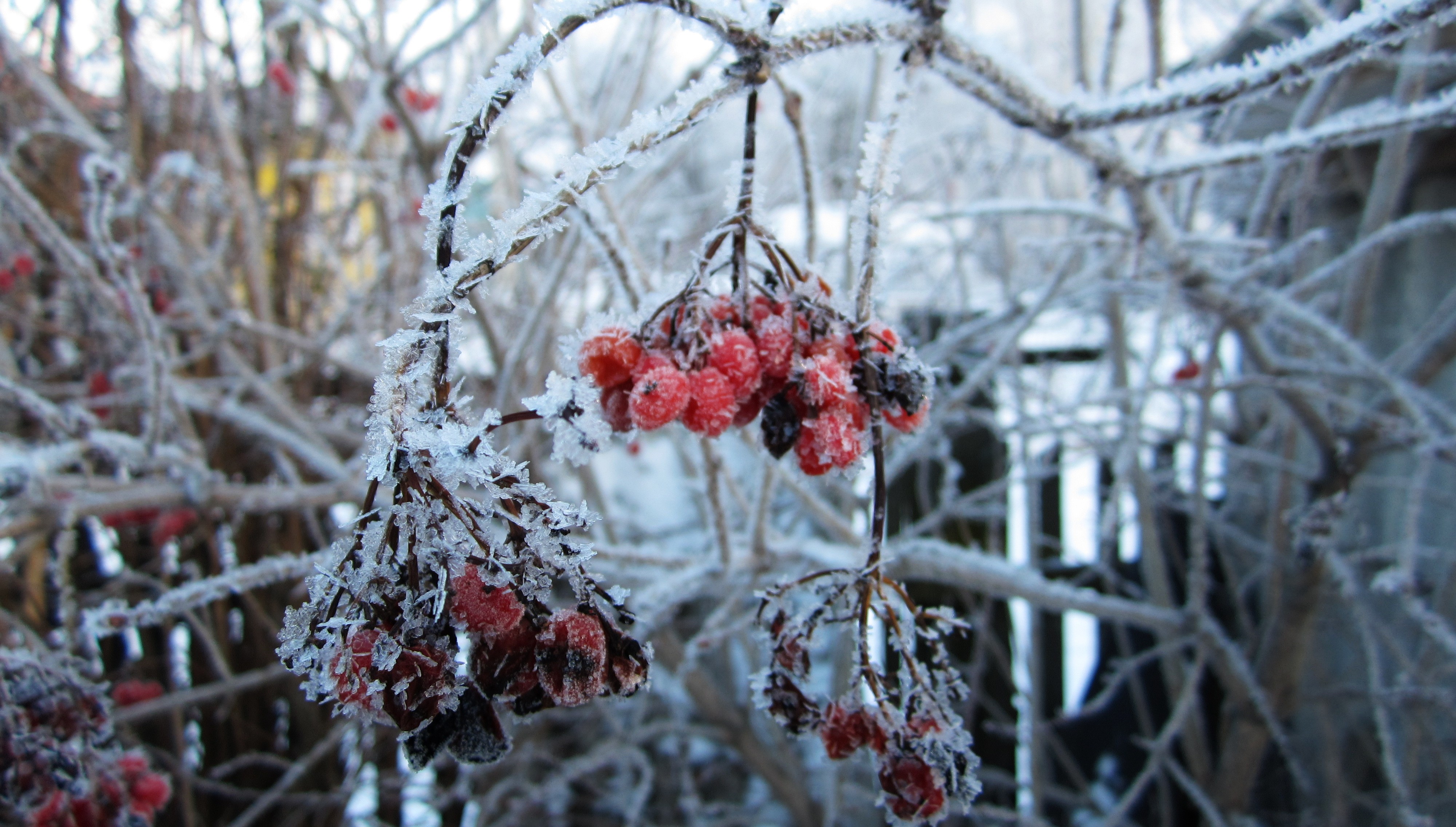 General 4000x2272 Russia winter snow rowan rowanberry snowflakes closeup macro ice plants