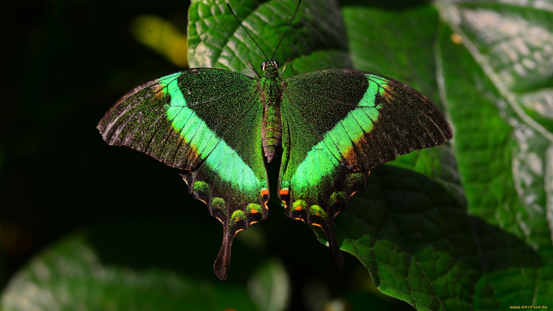 General 1920x1080 butterfly insect animals green macro