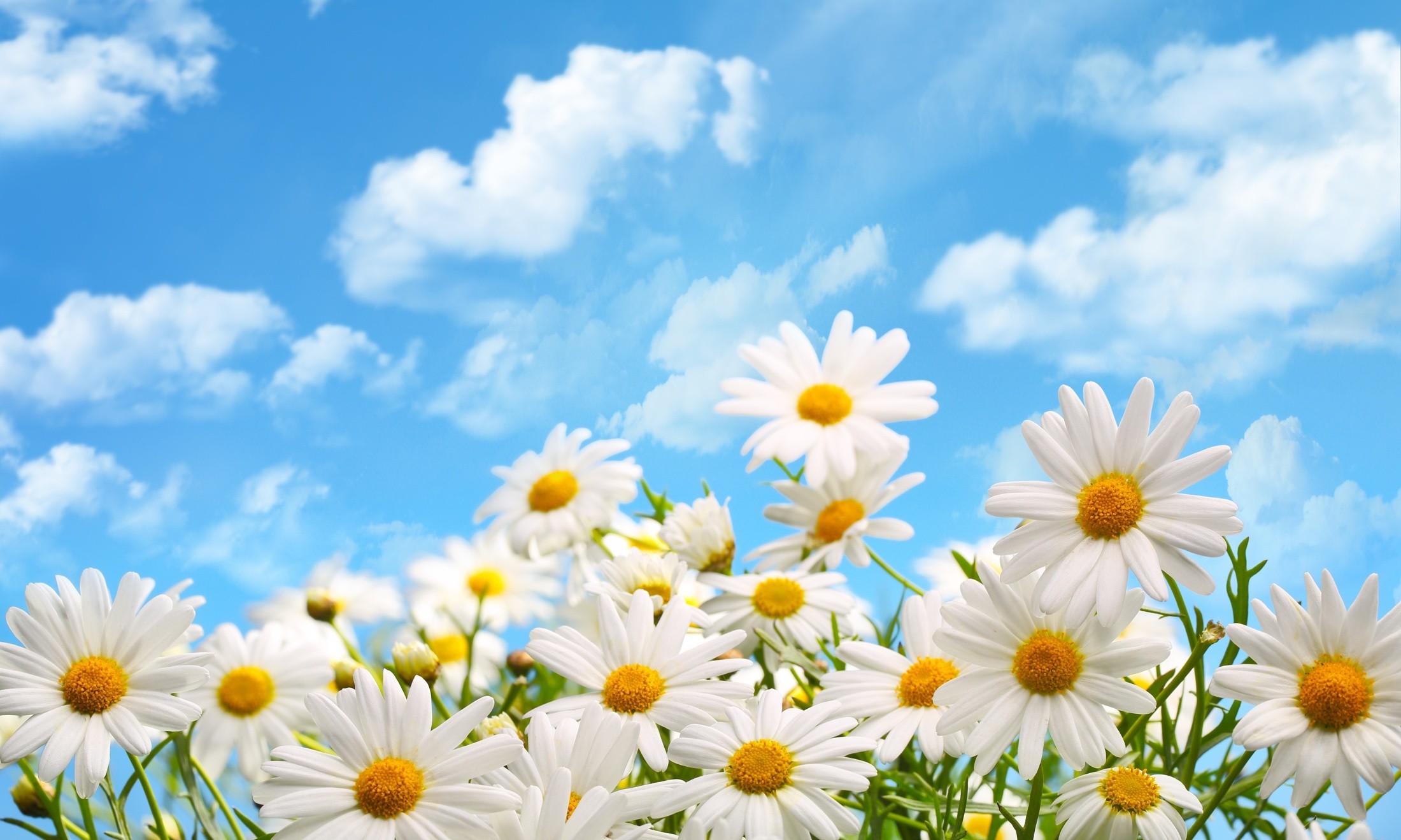 General 2200x1319 plants flowers clouds white flowers nature