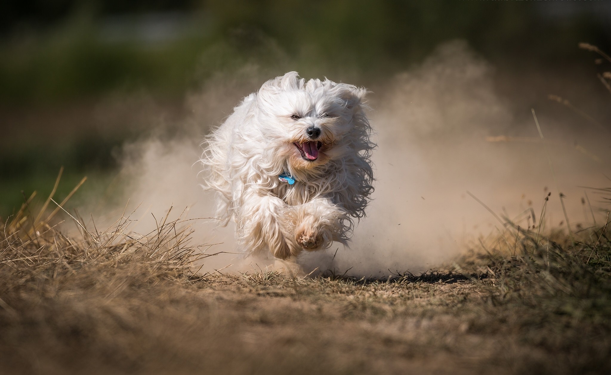 General 2048x1259 outdoors dog running animals dust depth of field dry grass dirt mammals
