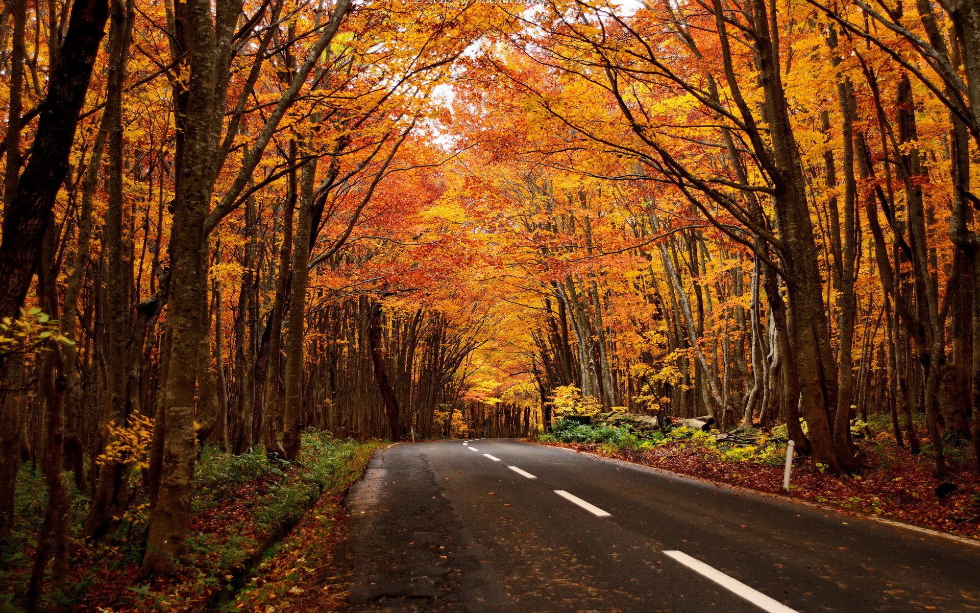 General 1920x1200 road forest red leaves fall