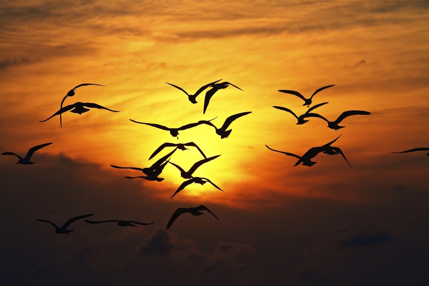 General 1440x960 animals sunlight birds sky orange sky wings nature flying