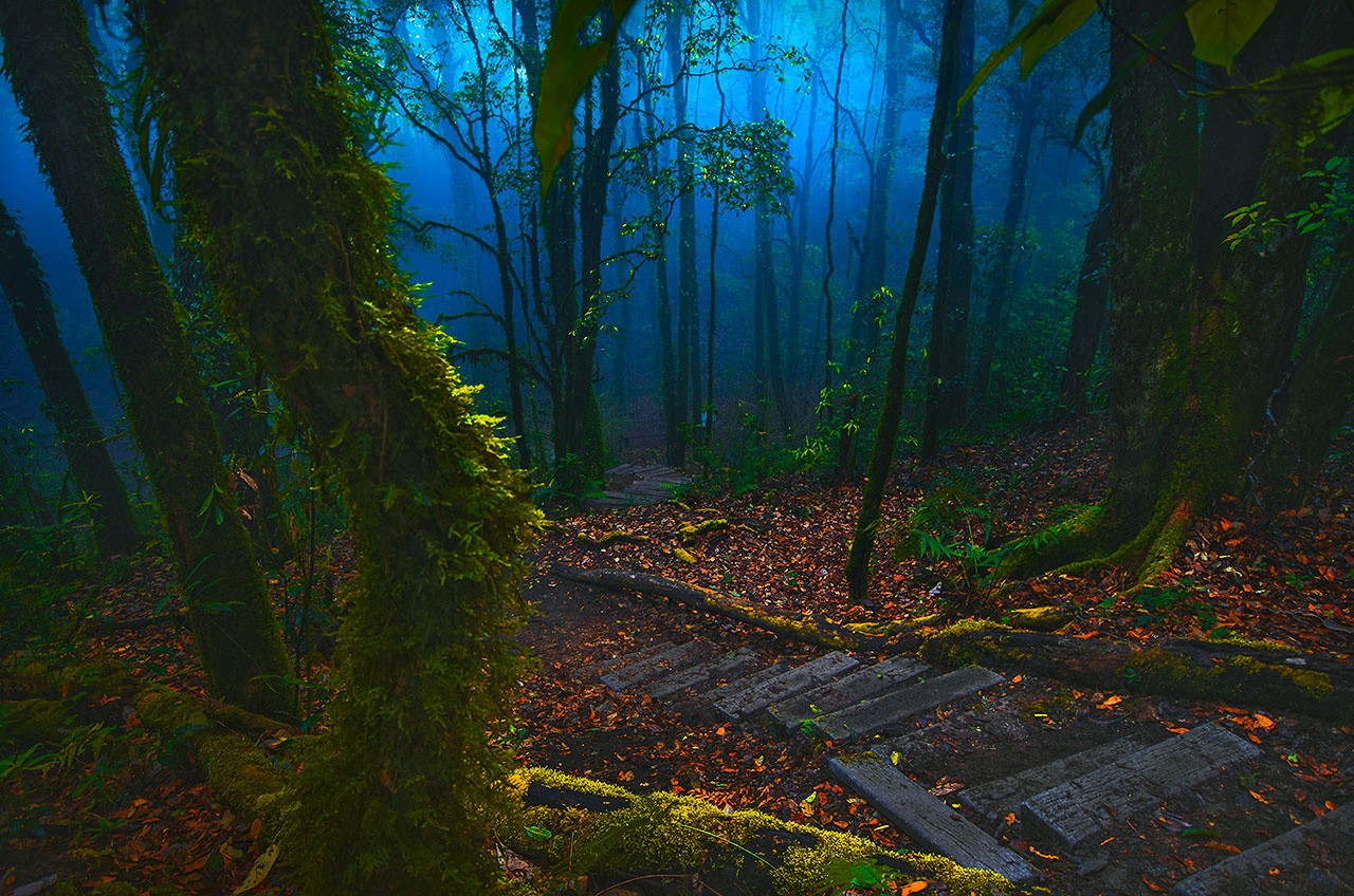 General 1280x848 forest path nature moss trees