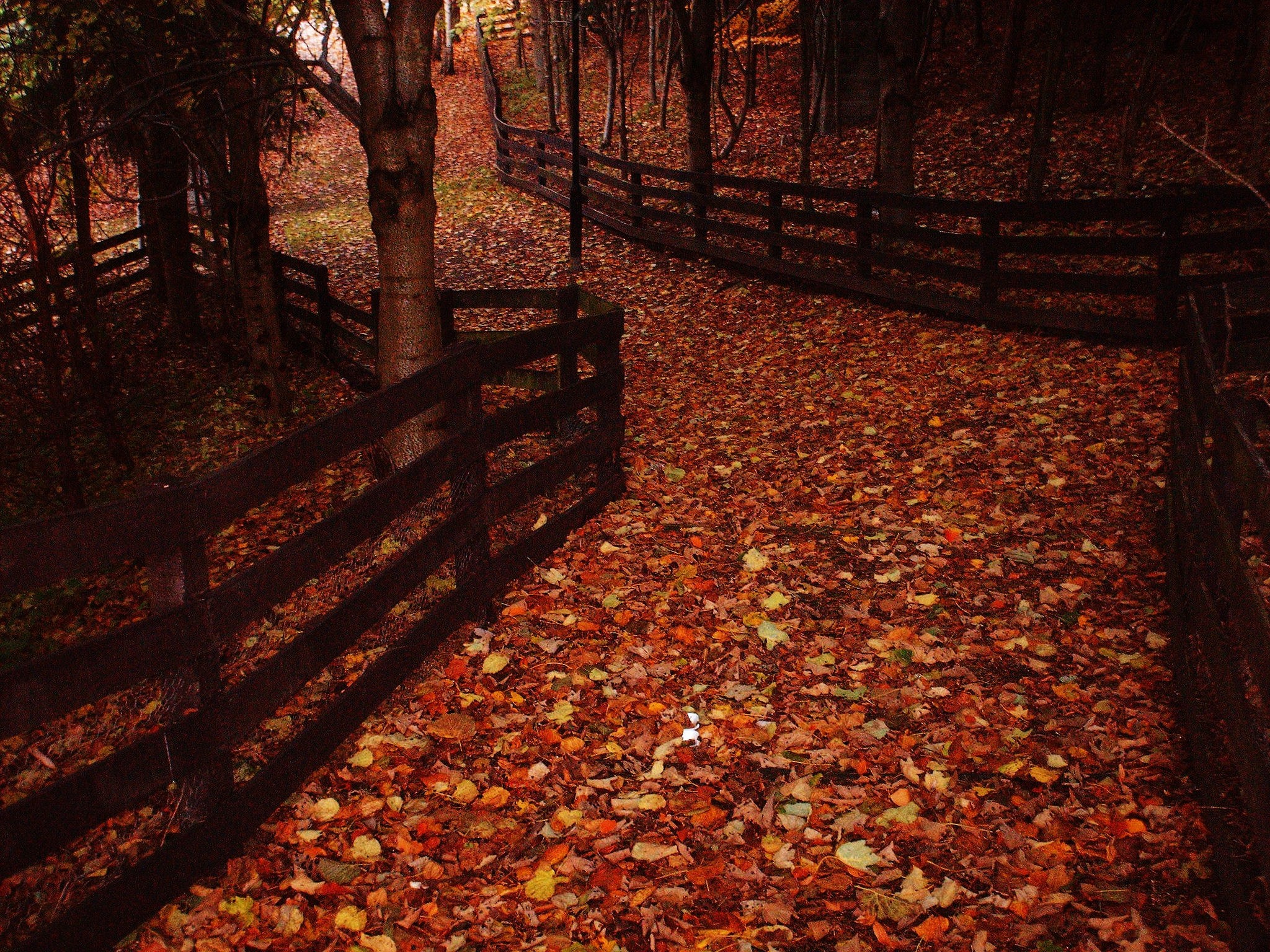 General 2048x1536 leaves fall outdoors fallen leaves fence