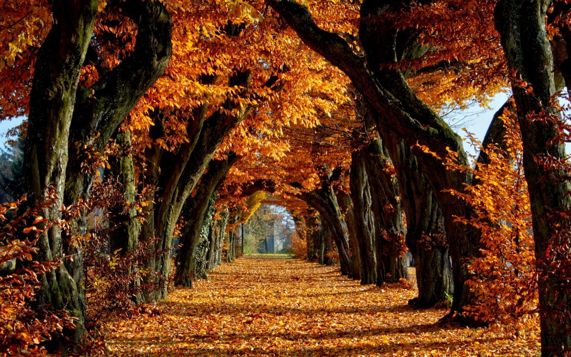 General 1920x1200 trees fall fallen leaves path outdoors leaves plants