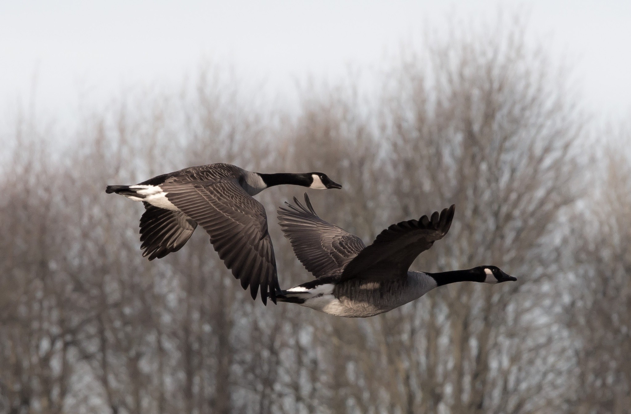 General 2048x1344 geese animals flying birds