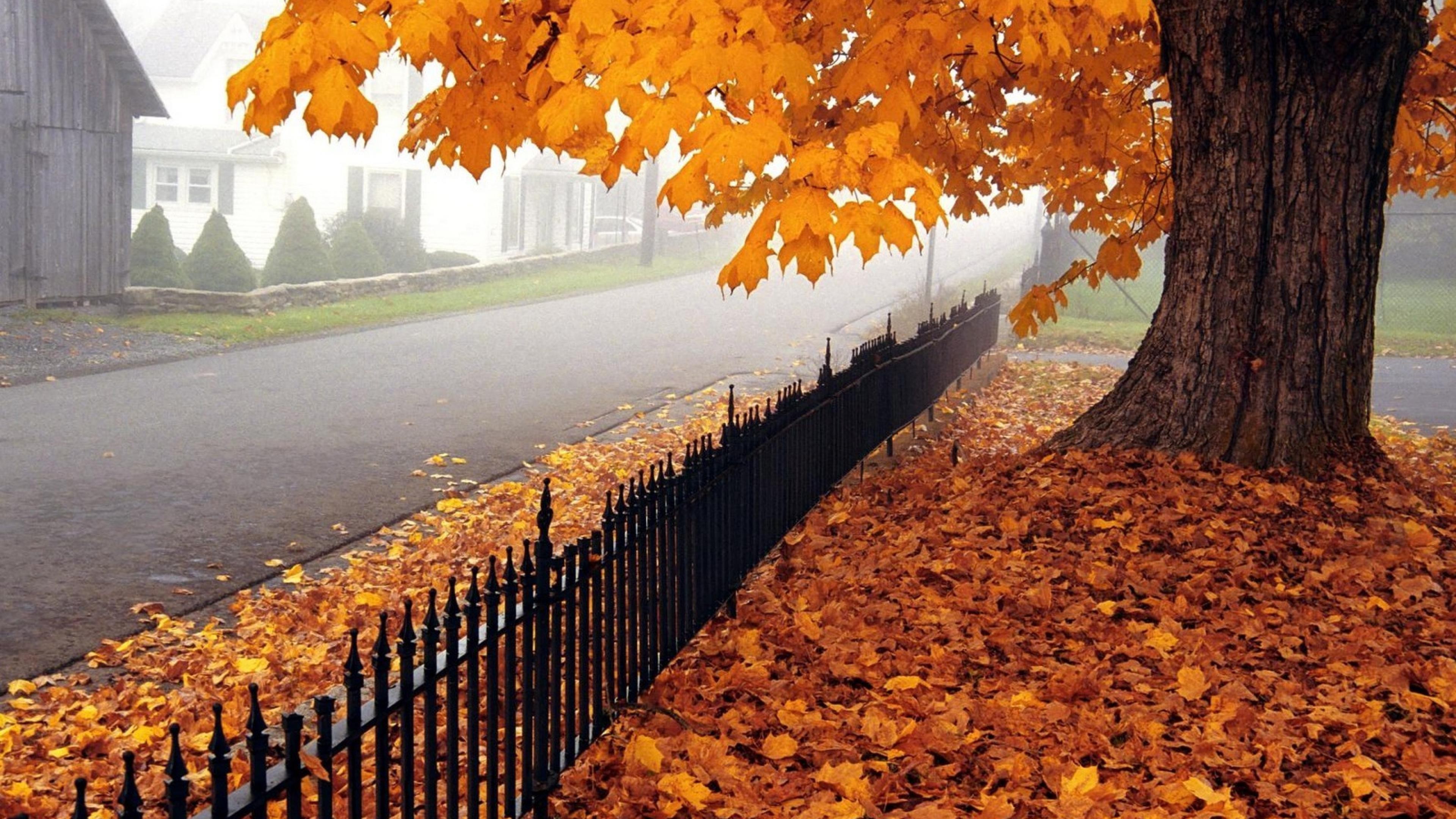 General 3840x2160 fall trees fence urban outdoors fallen leaves plants