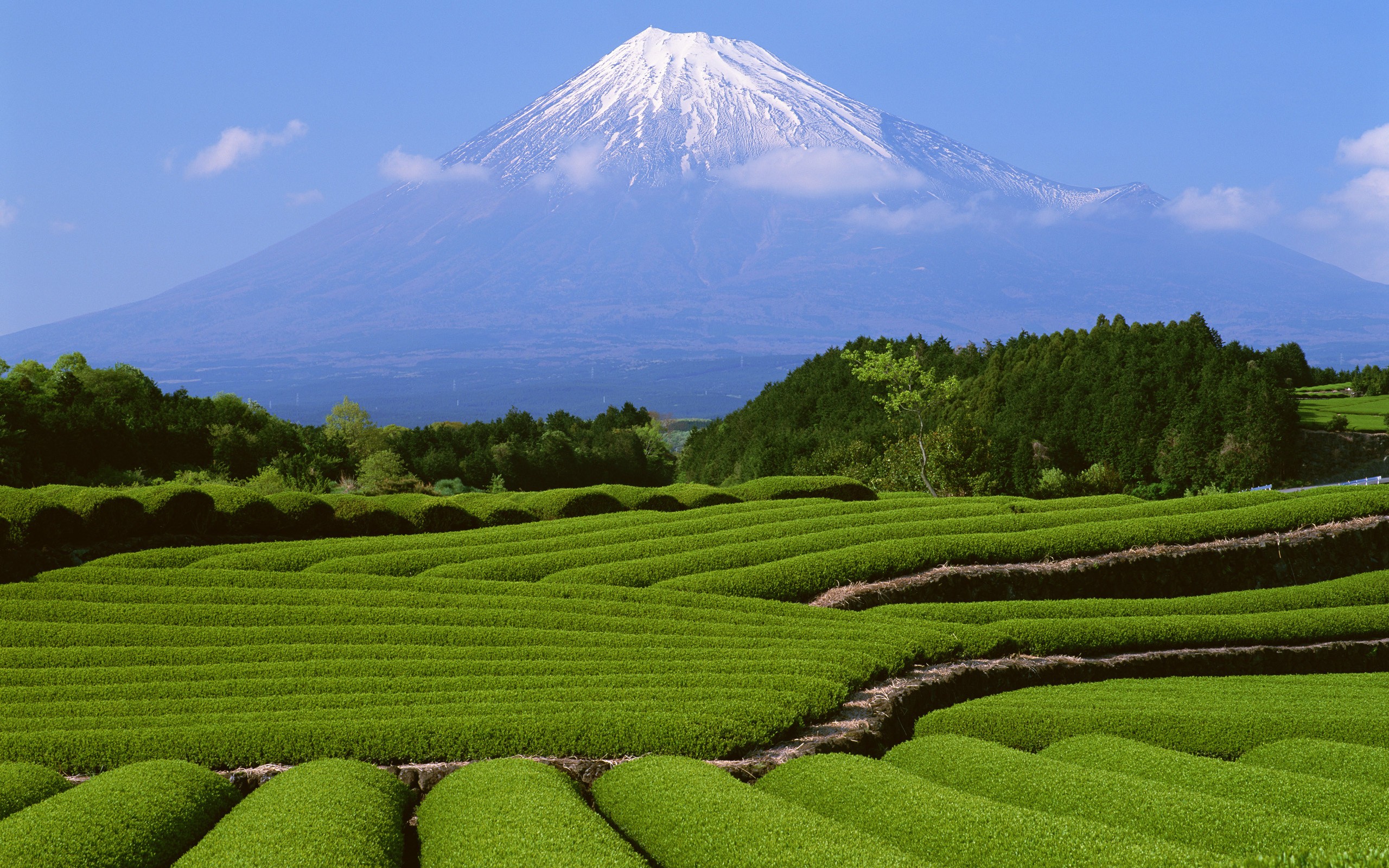 General 2560x1600 landscape green plants field trees mountains snow Mount Fuji Japan Asia volcano Agro (Plants)