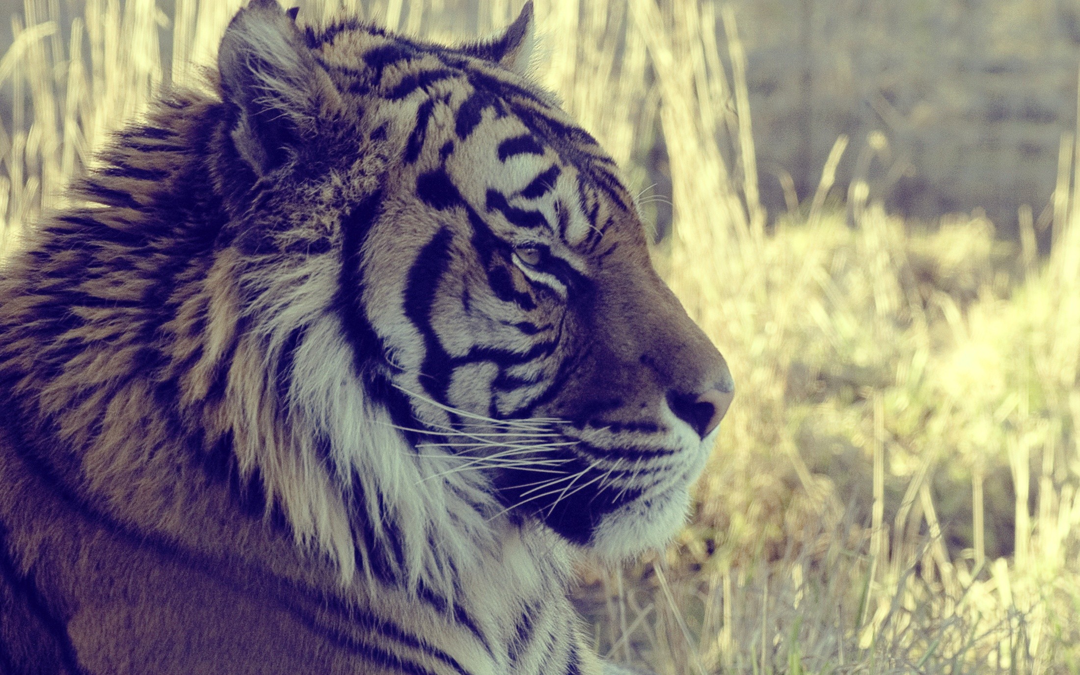 General 2200x1375 animals tiger big cats mammals closeup