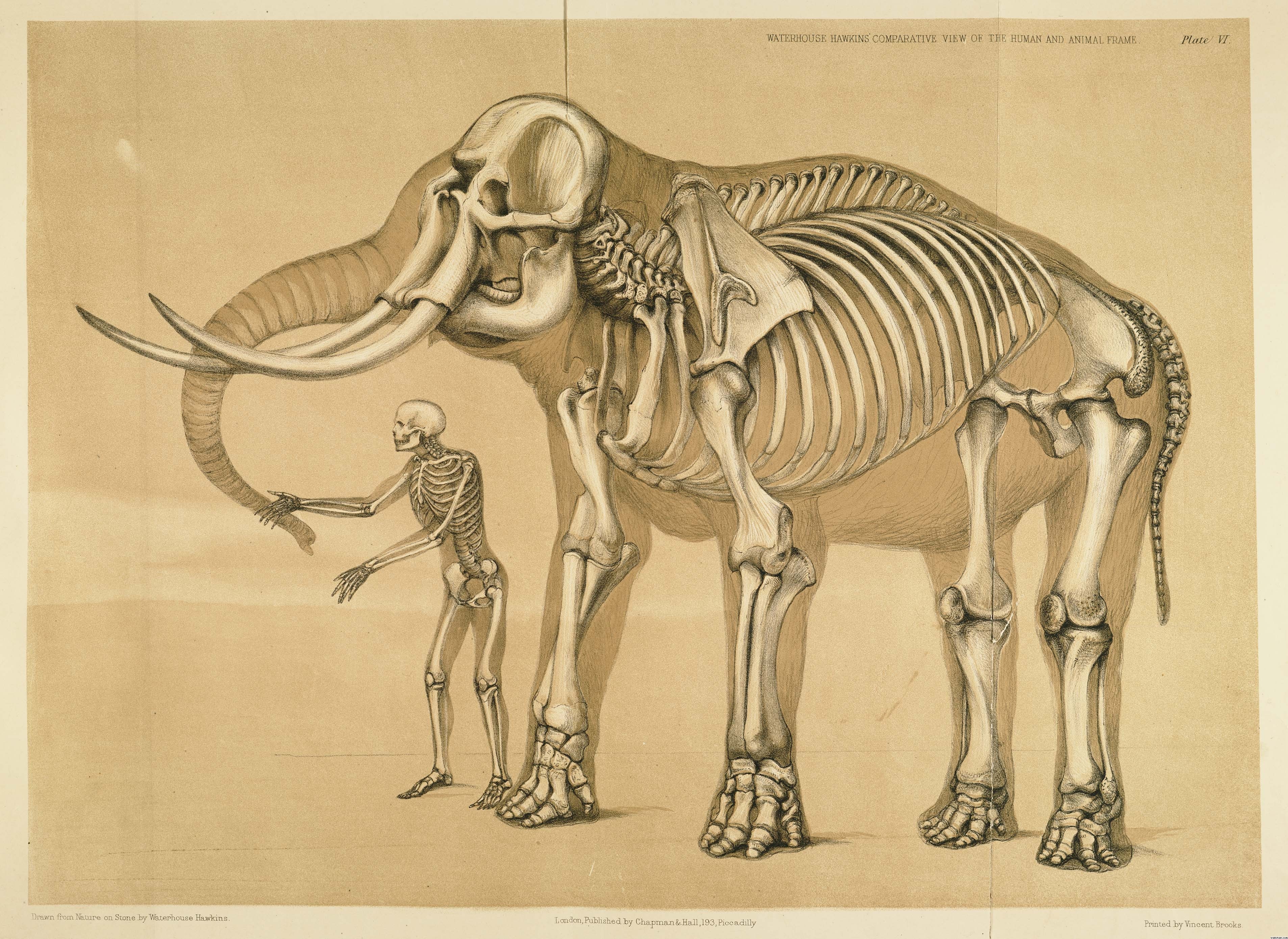 General 3813x2779 animals elephant skeleton bones artwork digital art simple background